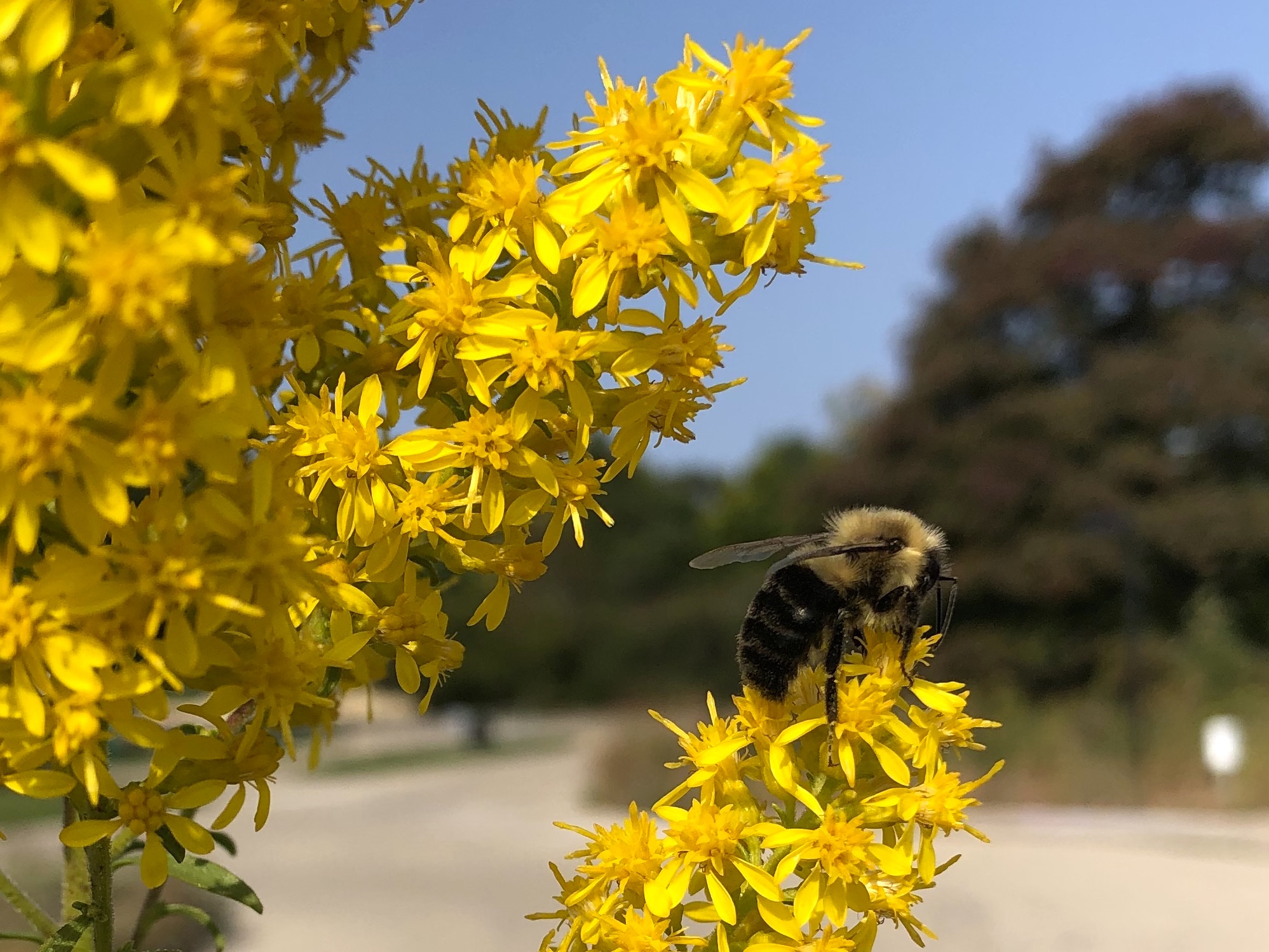 Bees on Showy Goldenrod on September 22, 2020.