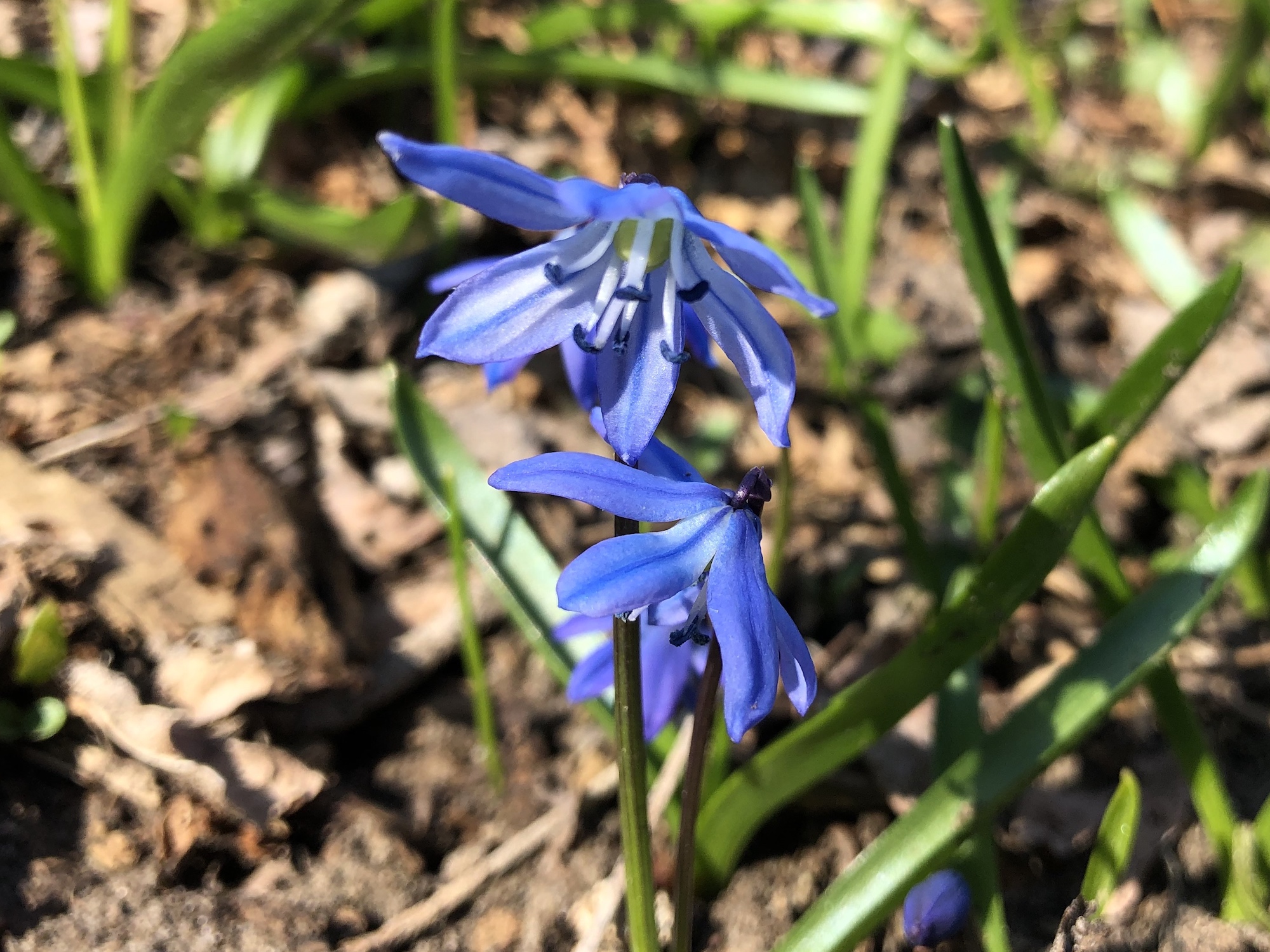 Siberian Squill in woods between Oak Savanna and sycamore tree on April 5, 2020.