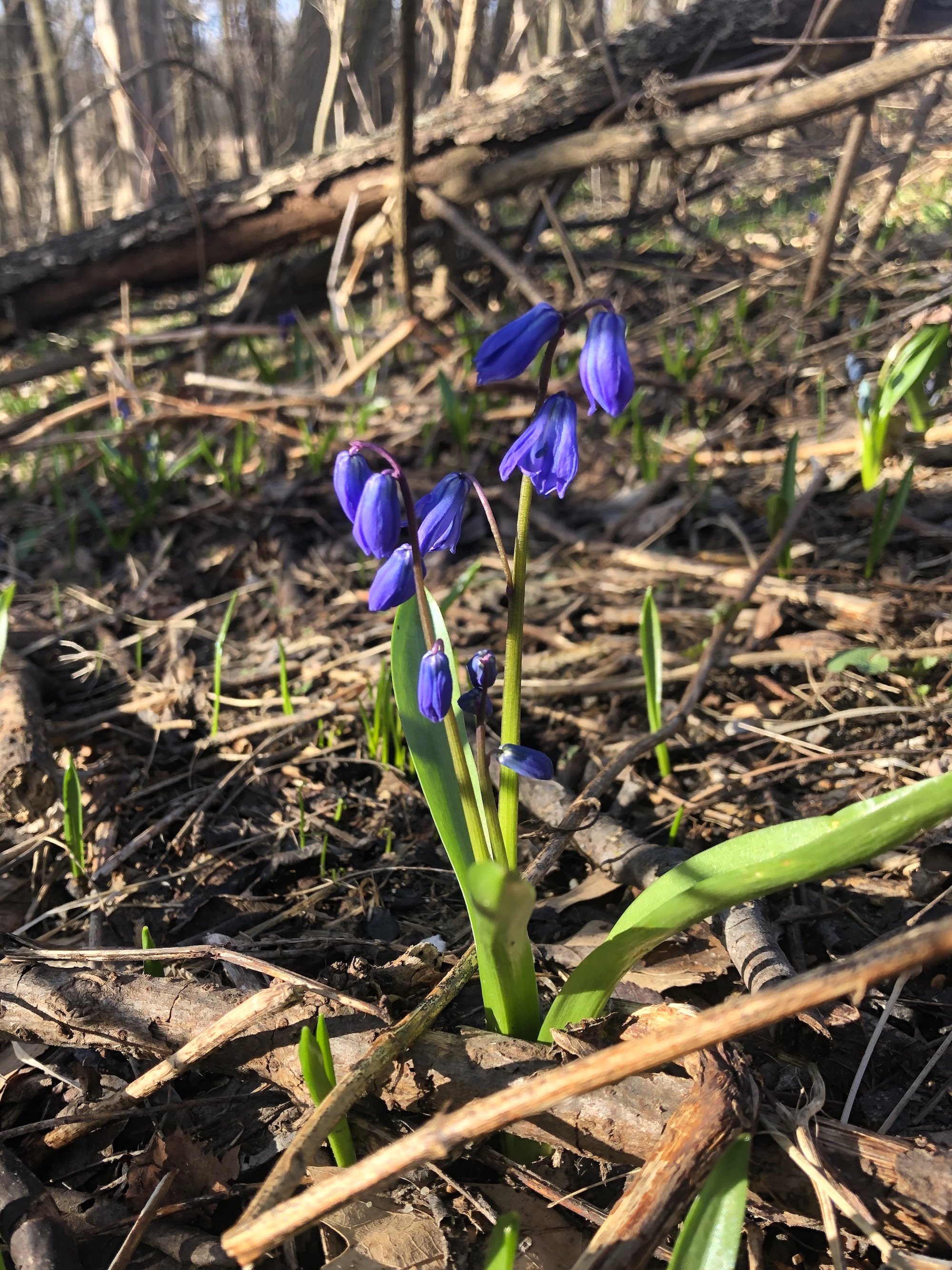 Siberian Squill in woods between Arbor Drive and Ho-Nee-Um Pond and near Council Ring on March 28, 2021.