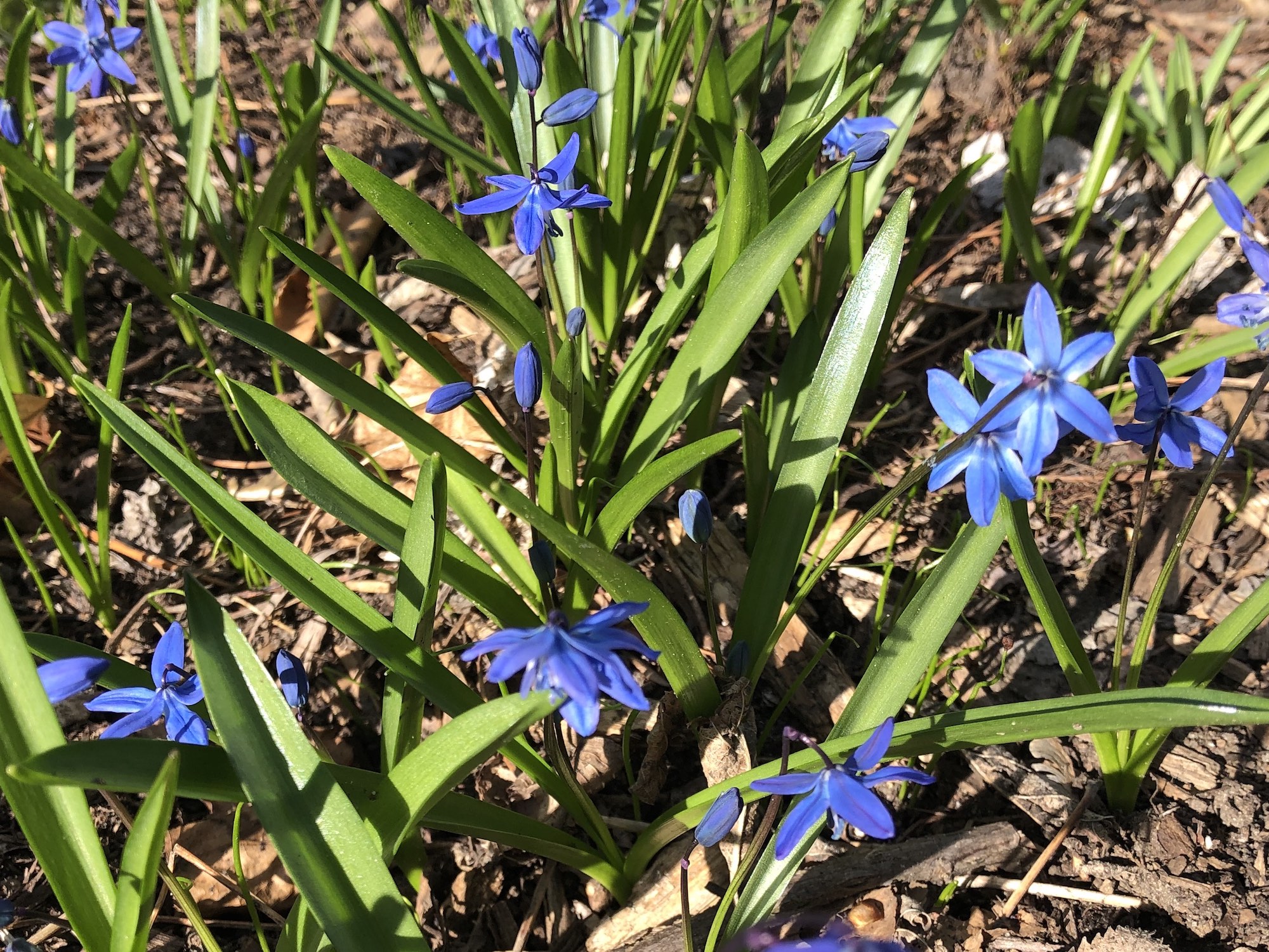 Siberian Squill in woods between Arbor Drive and Ho-Nee-Um Pond and near Council Ring on April 9, 2019.