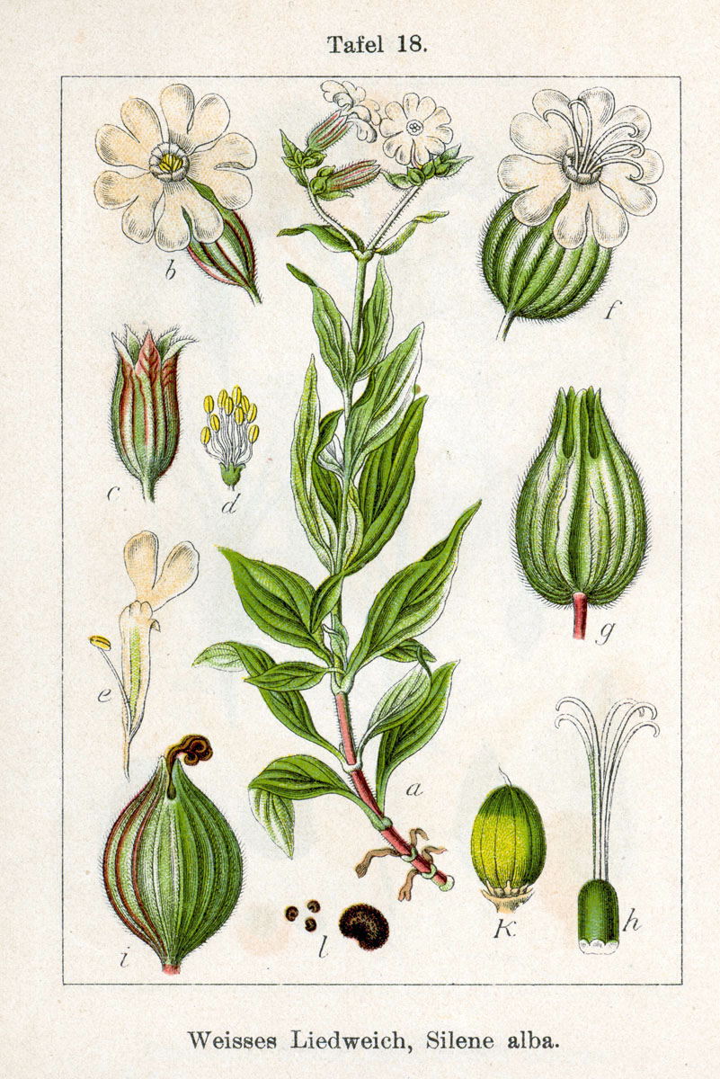 Vintage White Campion botanical illustration circa 1796.
