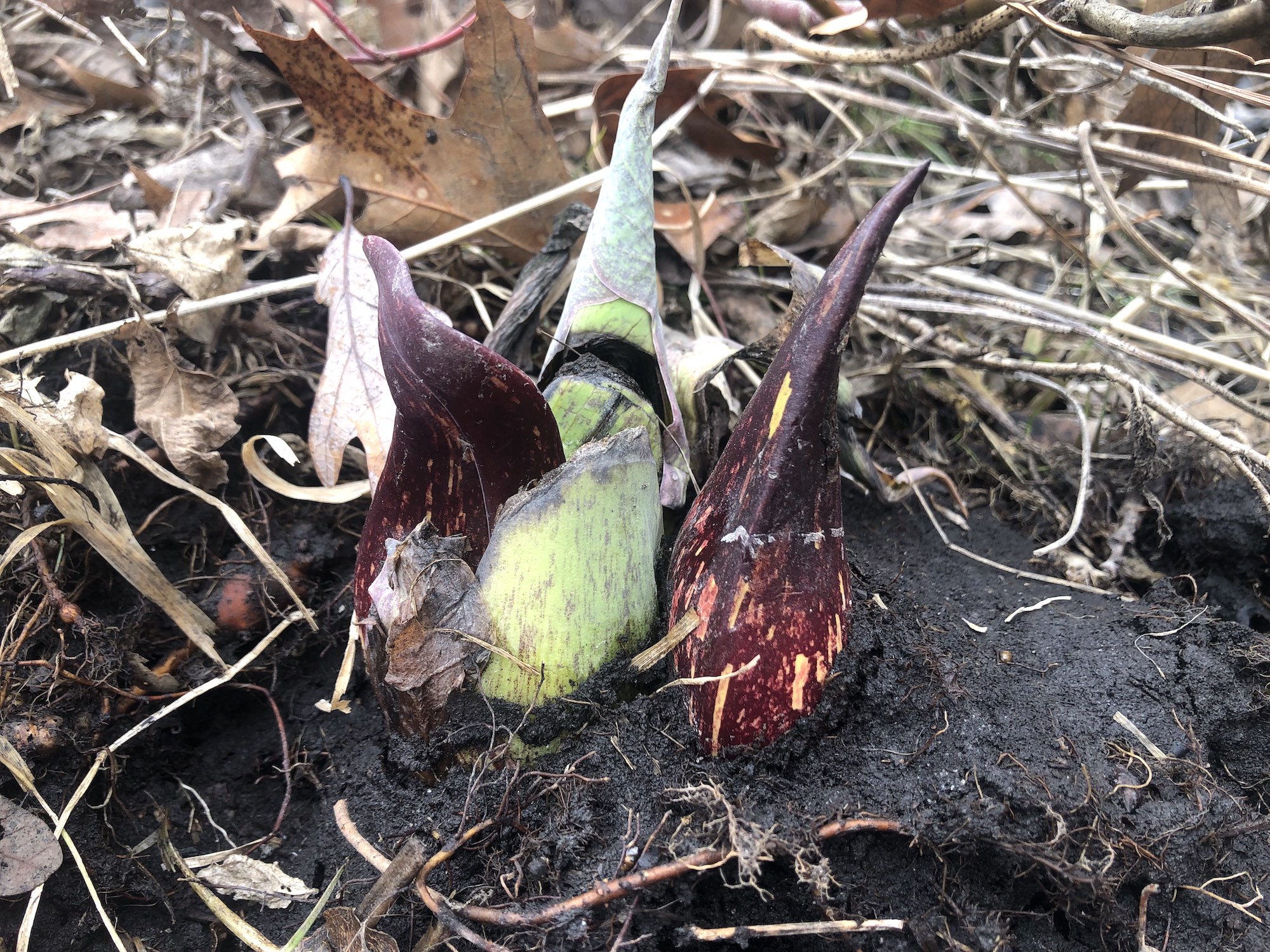 Skunk Cabbage emerging in UW-Madison Arboretum on March 1, 2023.