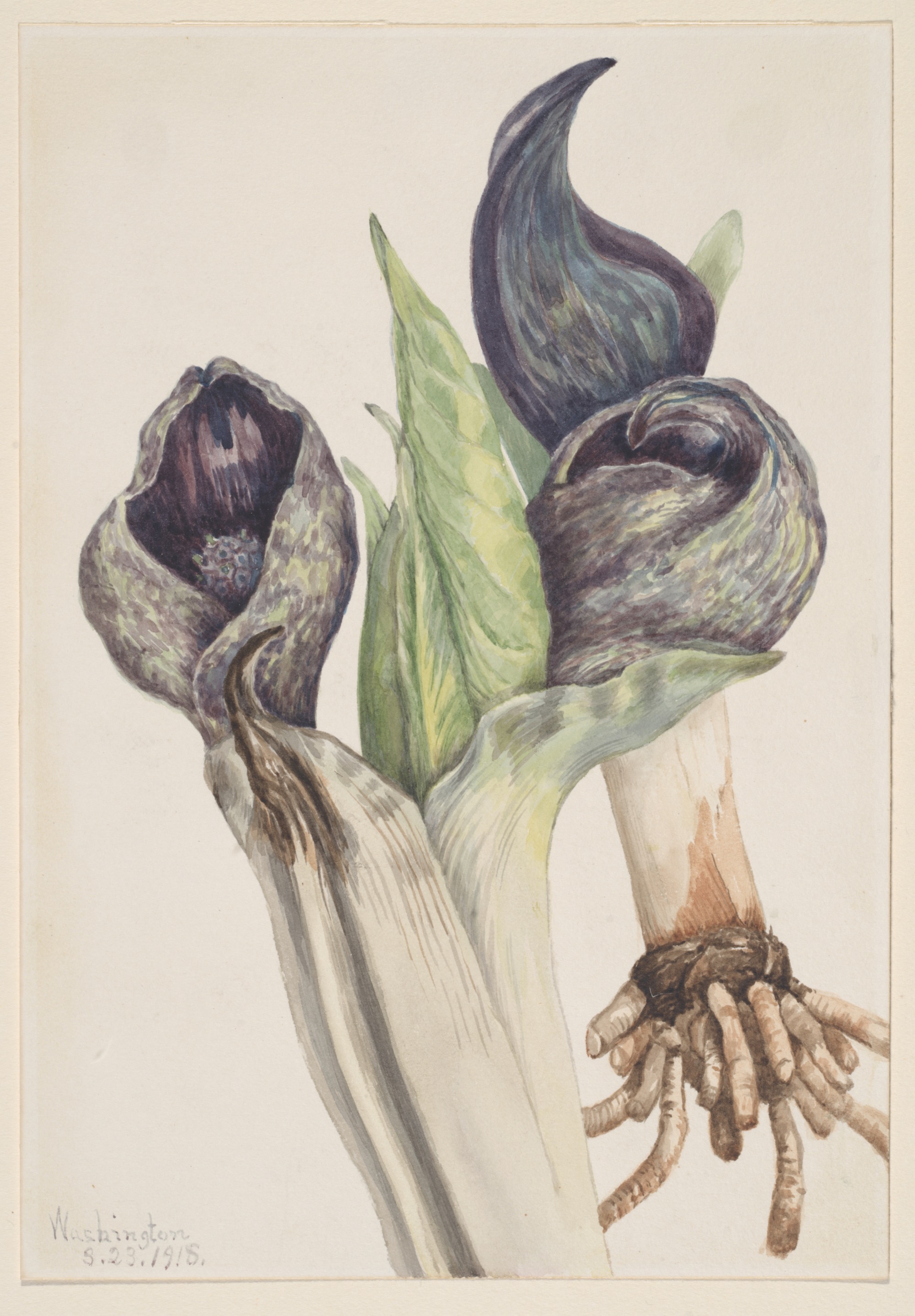 1918 Skunk Cabbage illustration by Mary Vaux Walcott.