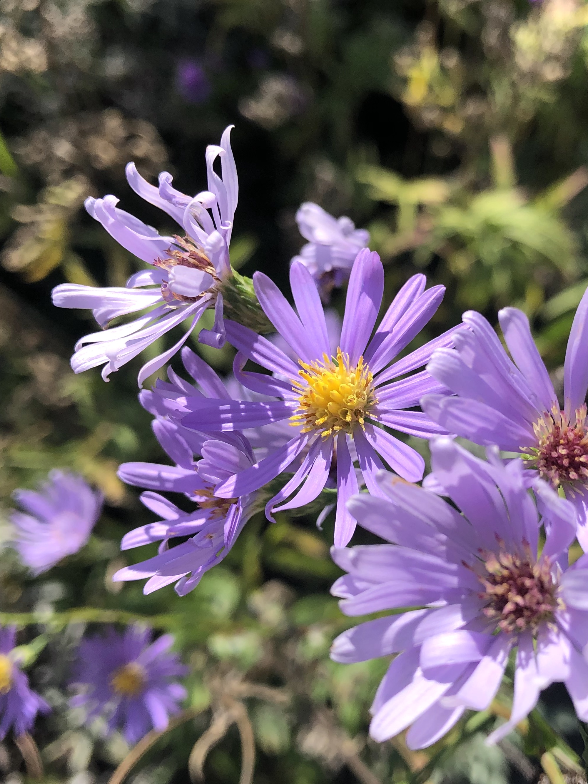 Smooth Blue Aster in Oak Savanna in Madison, Wisconsin on September 21, 2021.