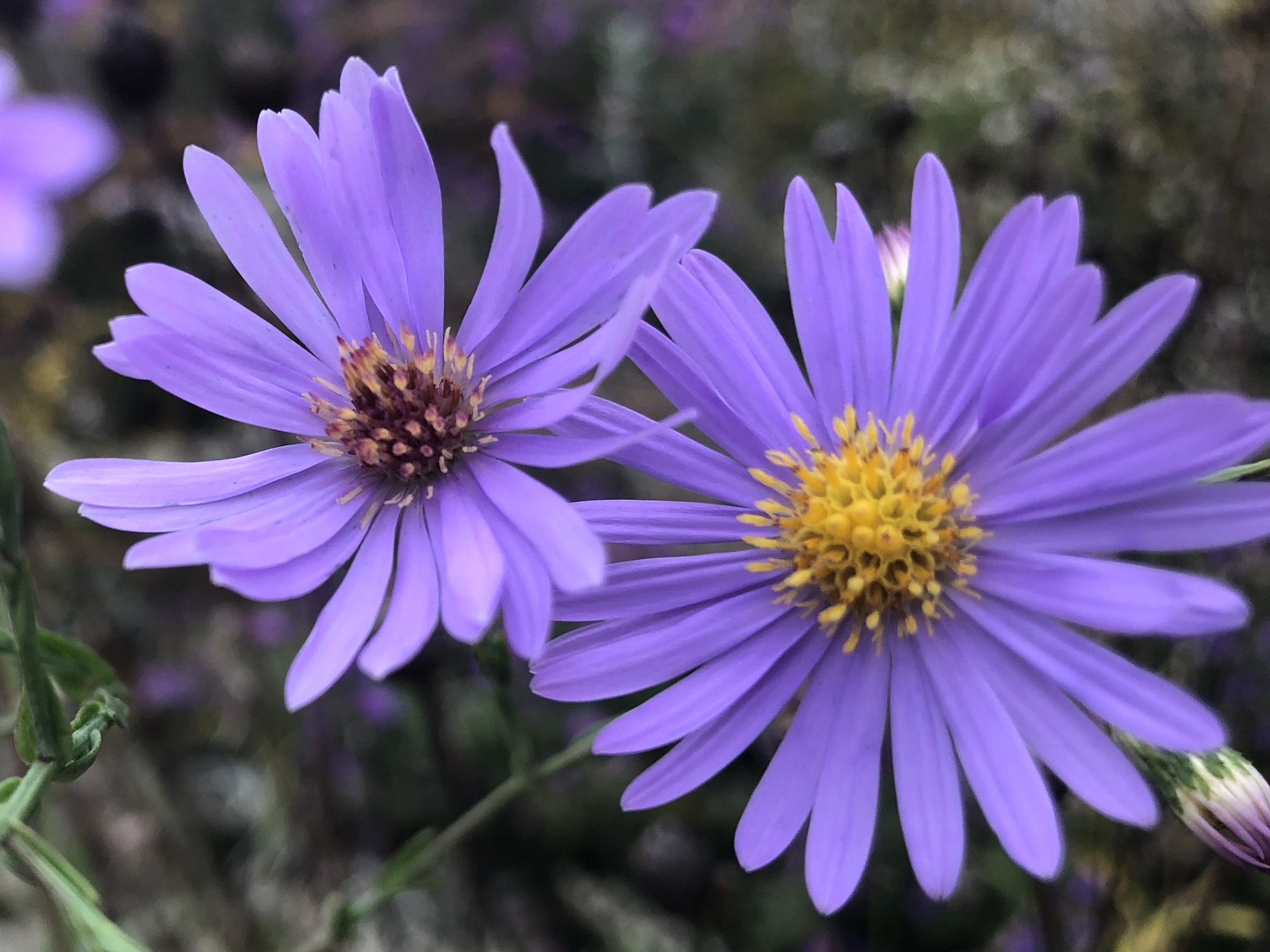 Smooth Blue Aster in Oak Savanna in Madison, Wisconsin on September 17, 2021.