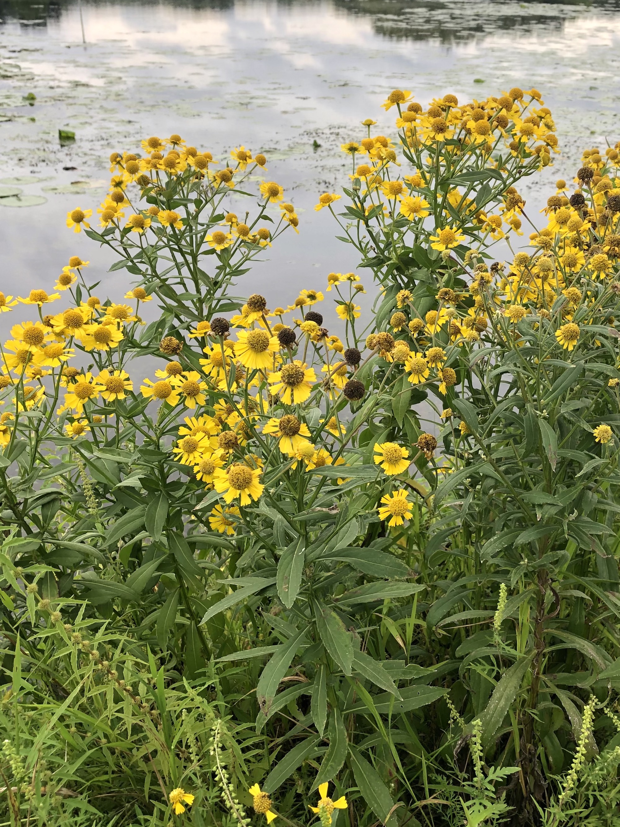 Common Sneezeweed around Vilas Park lagoon in Madison, Wisconsin on September 4, 2021.