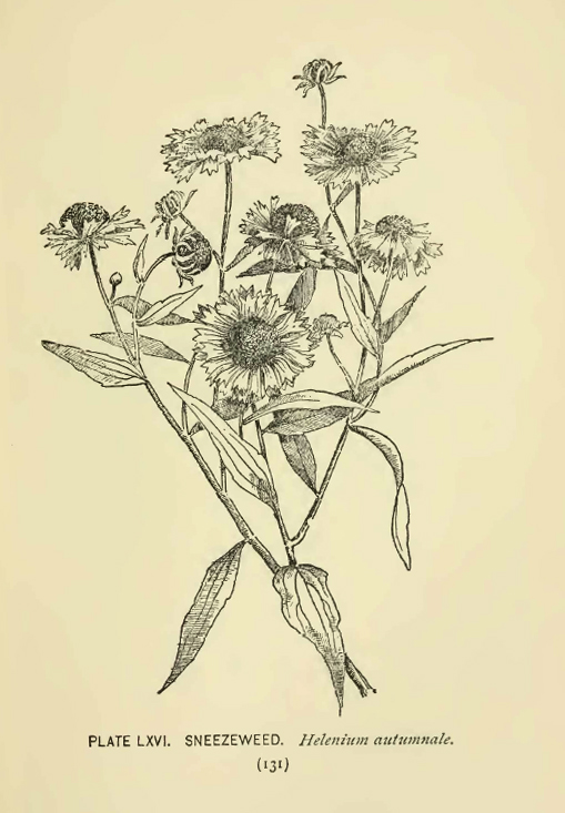 Sneezeweed by illustration by Alice Lounsberry circa 1899.