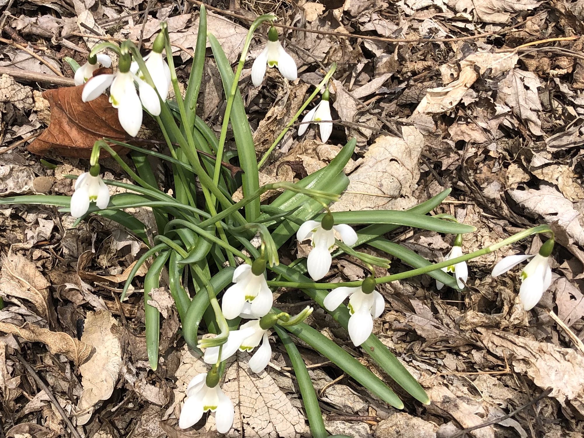 Snowdrops in woods between the Sycamore Tree on Arbor Drive in Madison, Wisconsin on April 1, 2020.