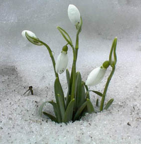 Snowdrops piercing snow cover in Europe.