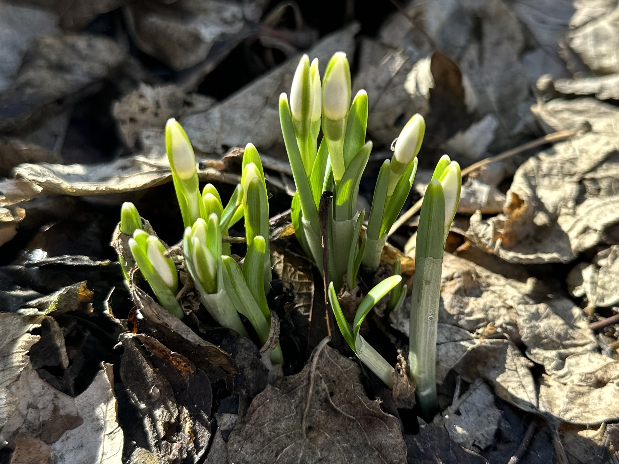 Snowdrops emerging off of Arbor Drive in Madison, Wisconsin on February 3, 2024.