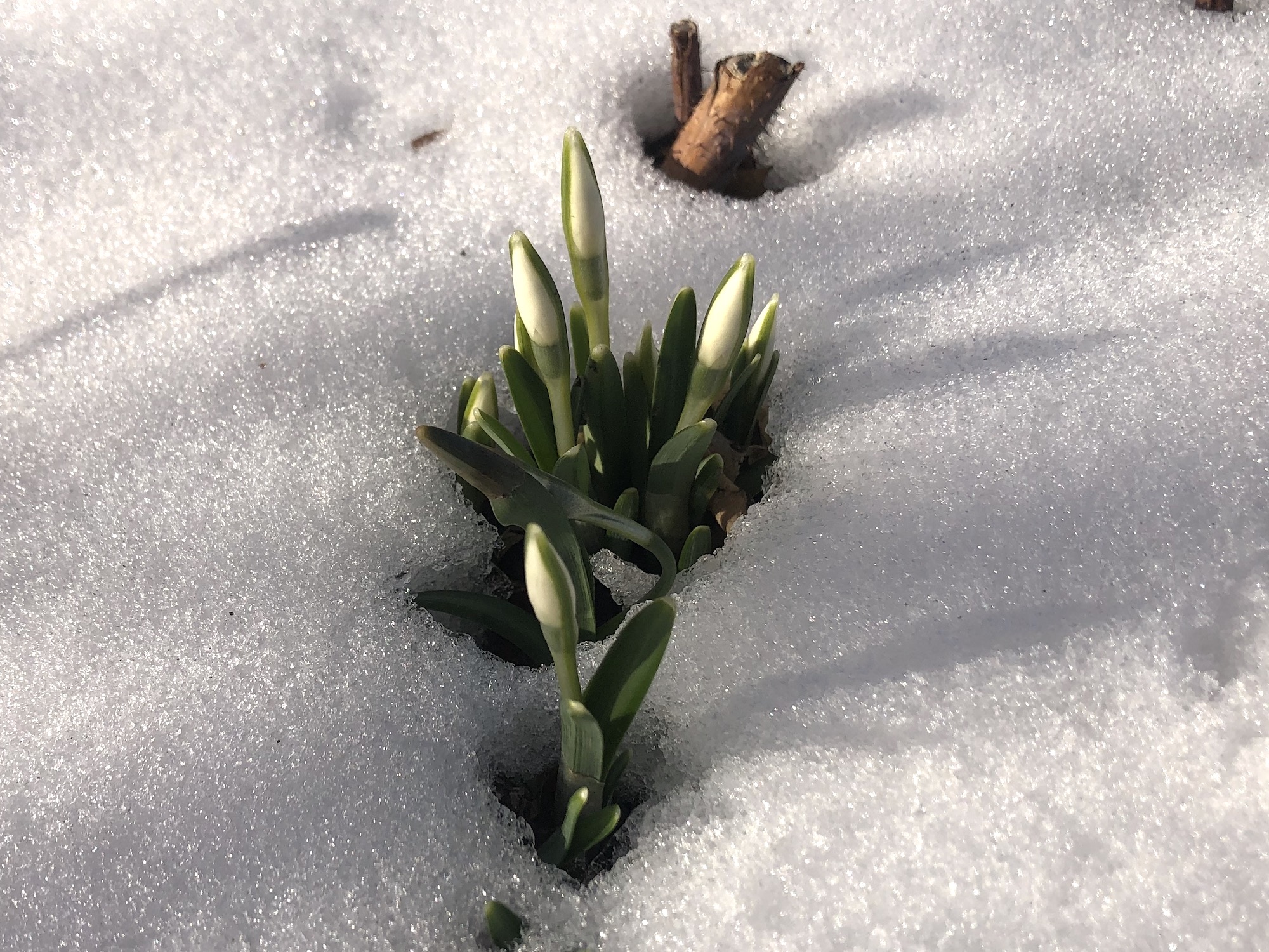 nowdrops emerging through the snow in woods off of Arbor Drive on February 19, 2023.