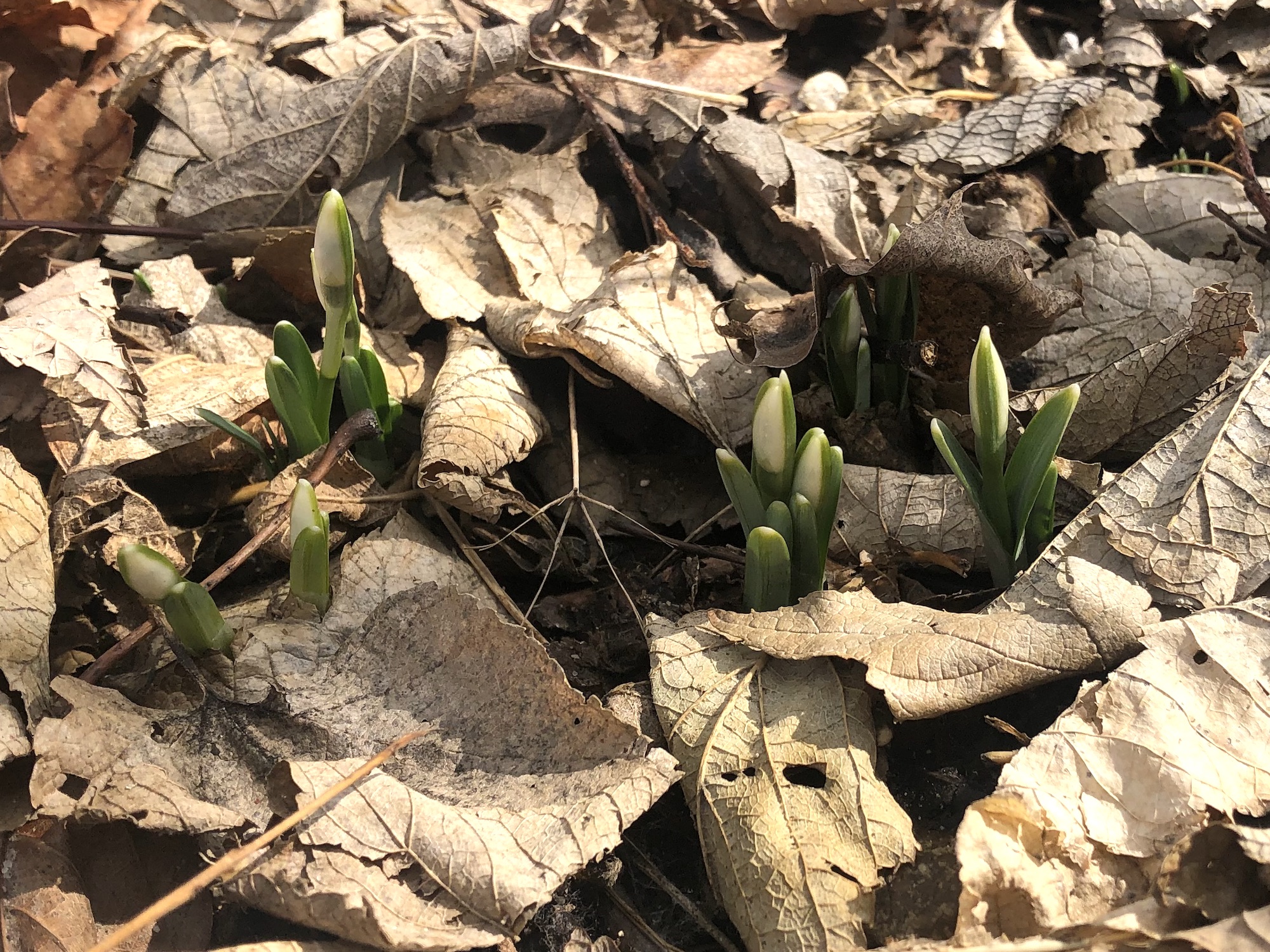 Snowdrops starting to emerge along Arbor Drive in Madison, Wisconsin on March 6, 2022.