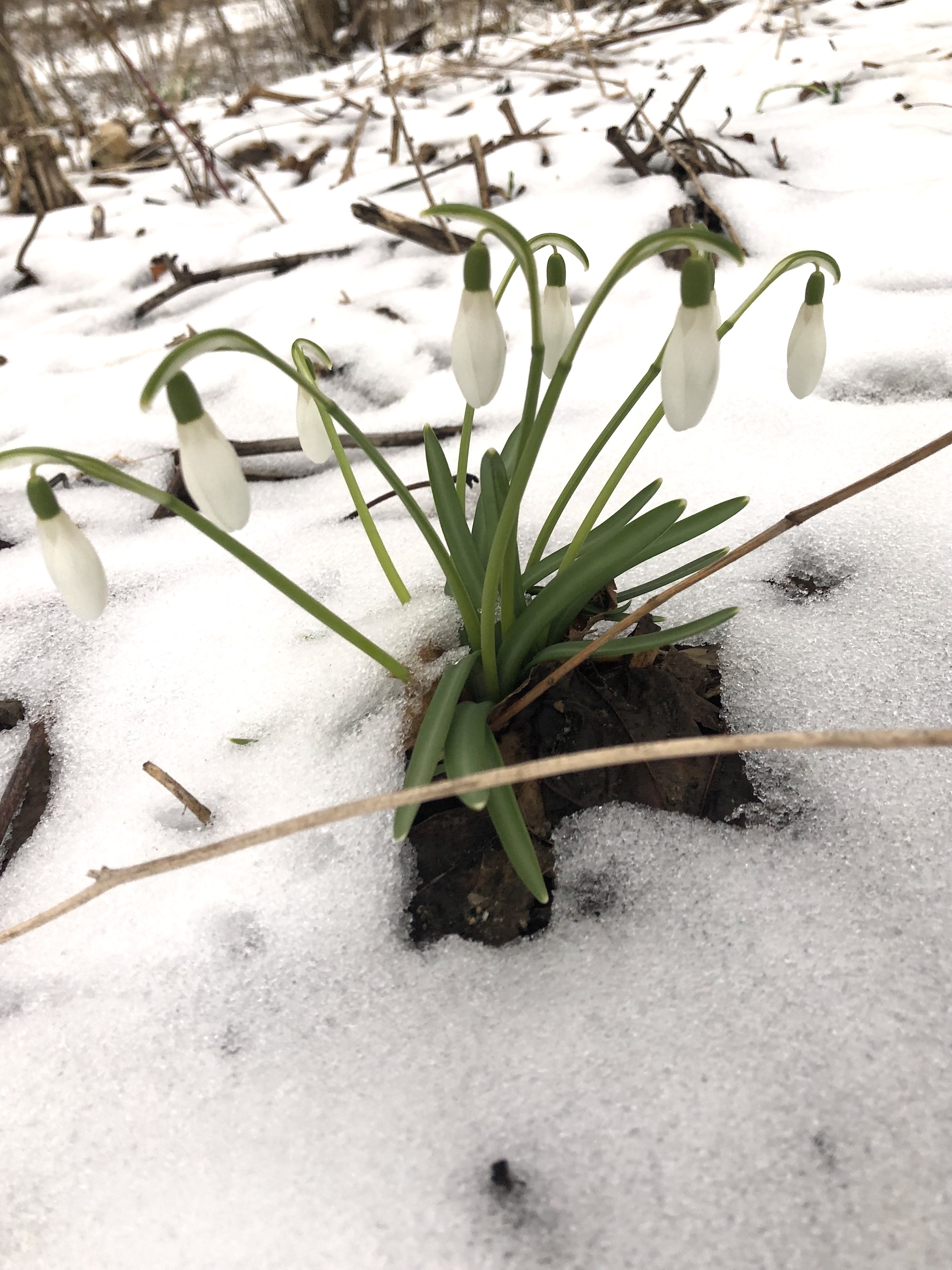 Snowdrops emerging in Madison Wisconsin along Arbor Drive on March 17, 2021.