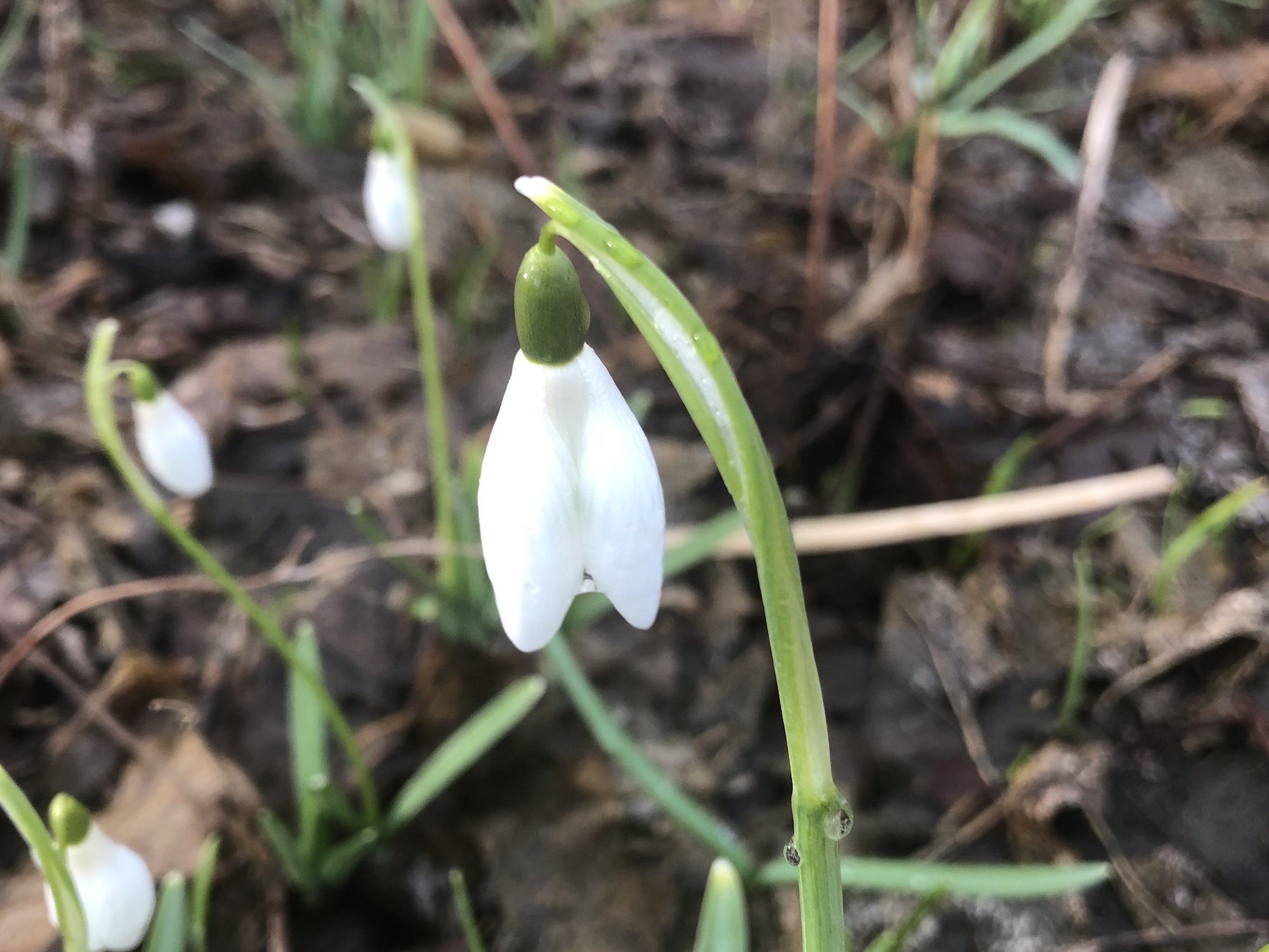 Snowdrops in woods between the Sycamore Tree on Arbor Drive in Madison, Wisconsin on March 20, 2020.
