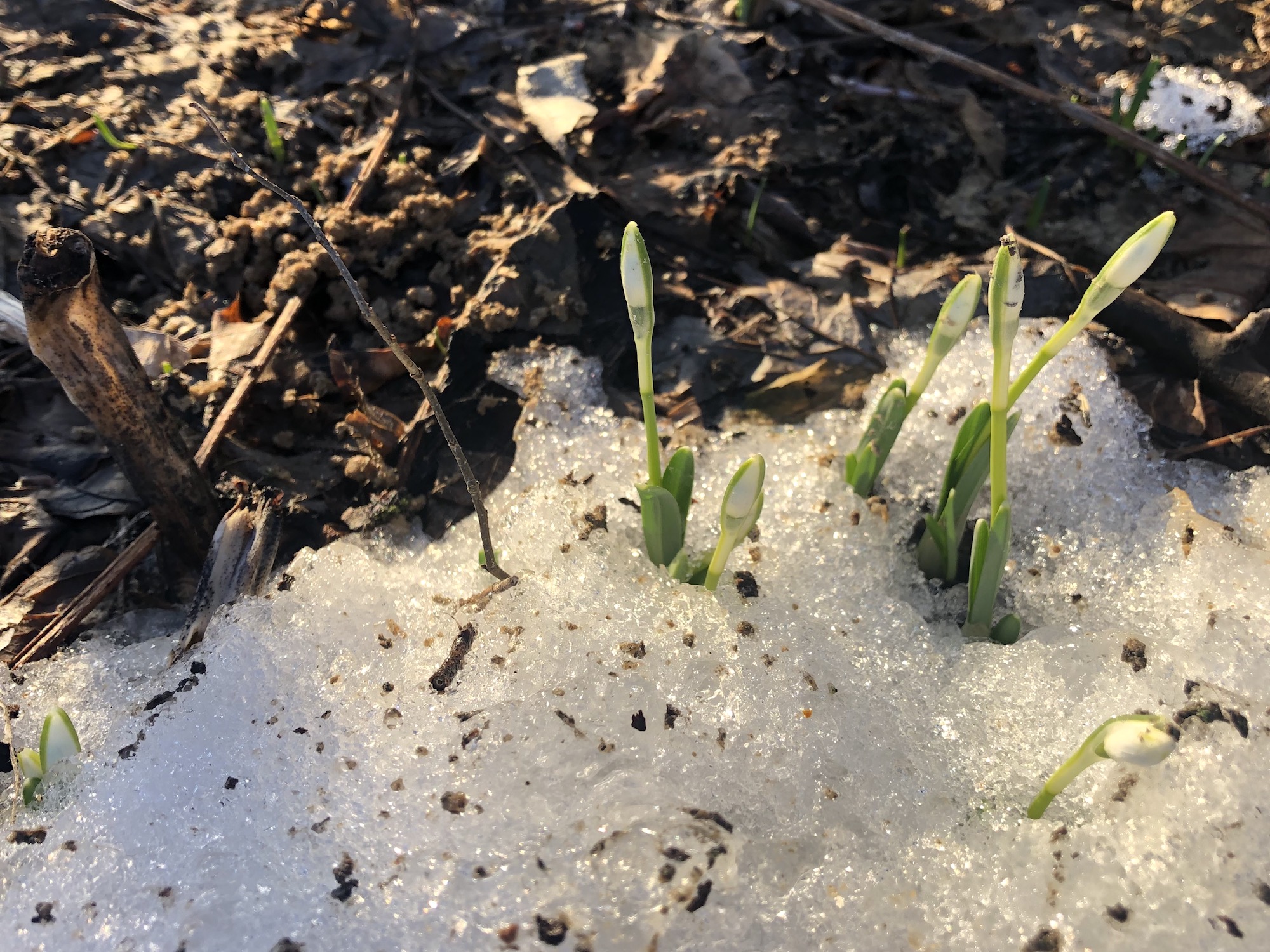Snowdrops emerging in Madison Wisconsin along Arbor Drive on March 8, 2021.