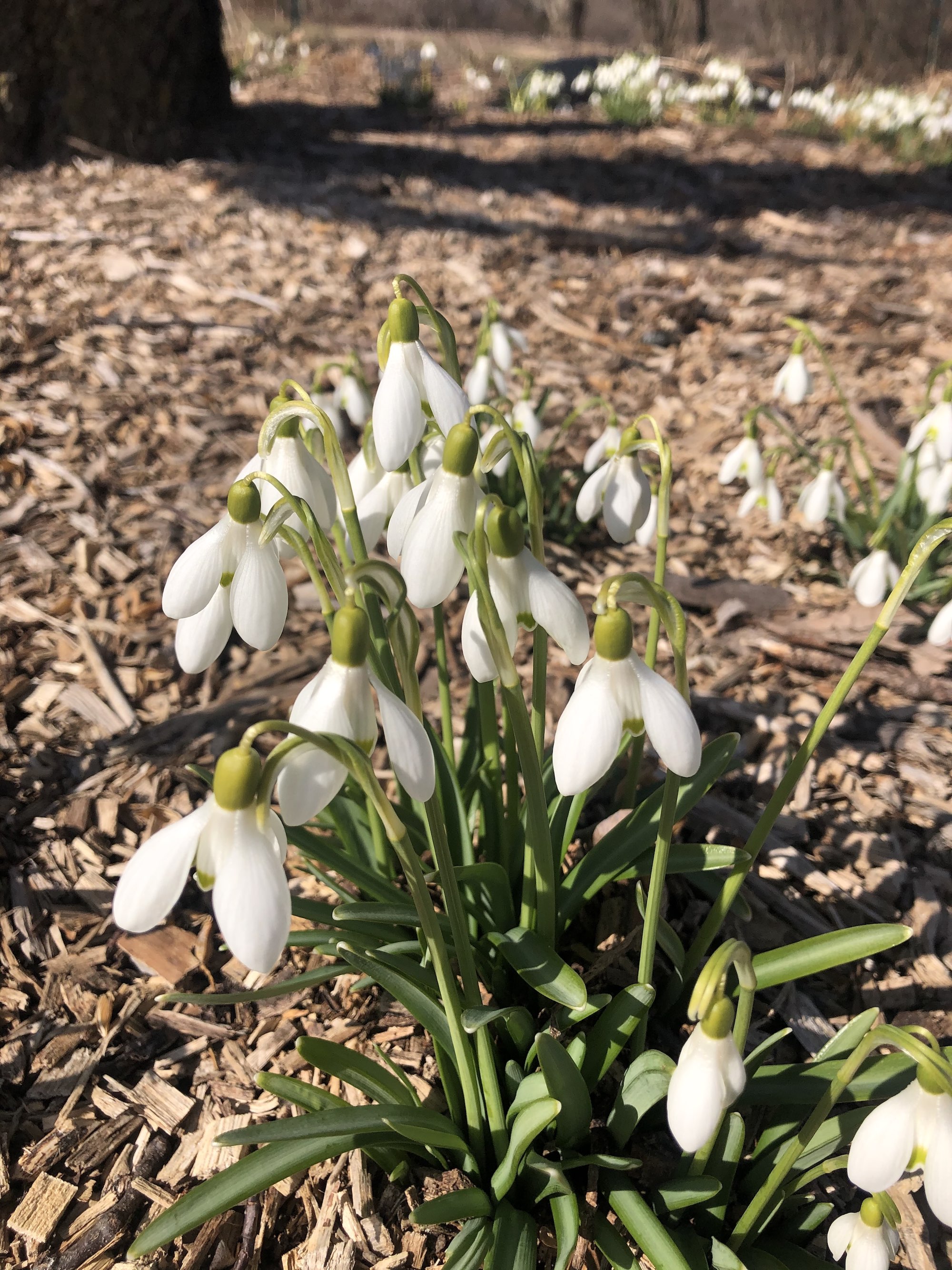 Snowdrops in the University of Wisconsin Arbortetum Longenecker Gardens in Madison Wisconsin on March  20, 2021.