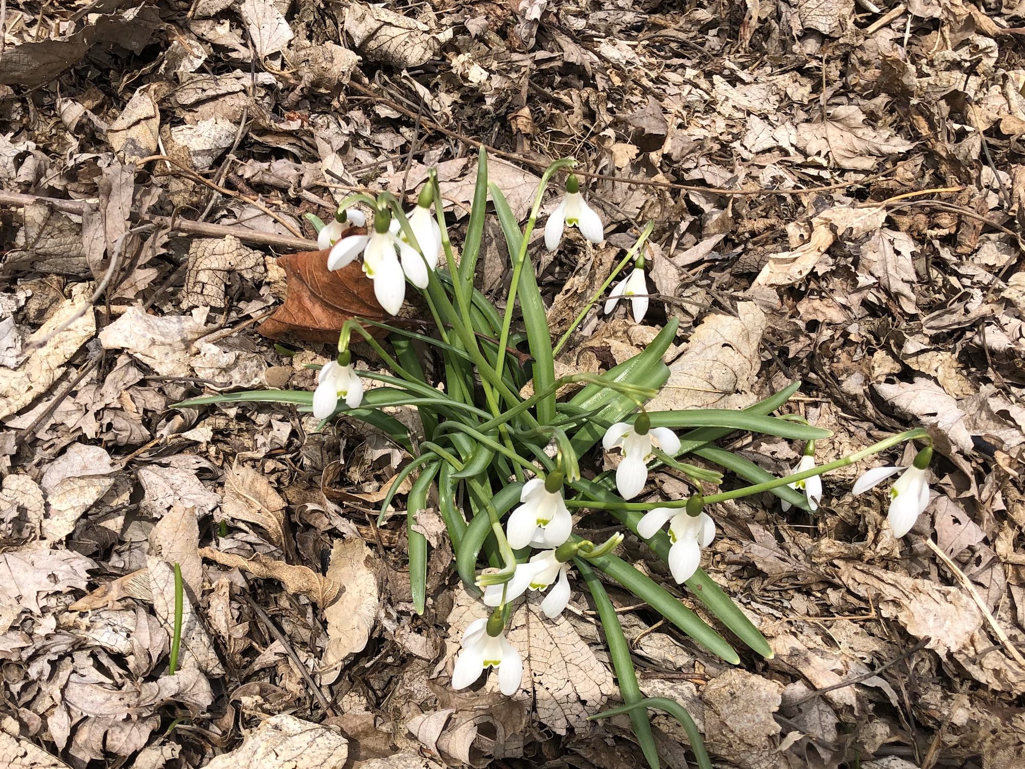 Snowdrops in woods between the Sycamore Tree on Arbor Drive and the bike path entrance to the Oak Savanna on May 20, 2019.