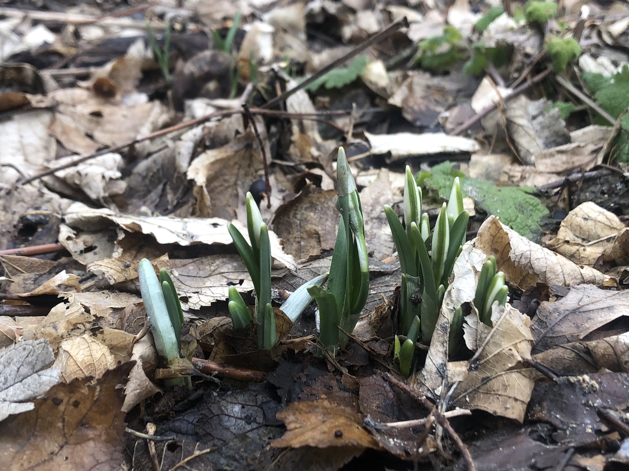 nowdrops emerging in woods off of Arbor Drive on February 15, 2023.
