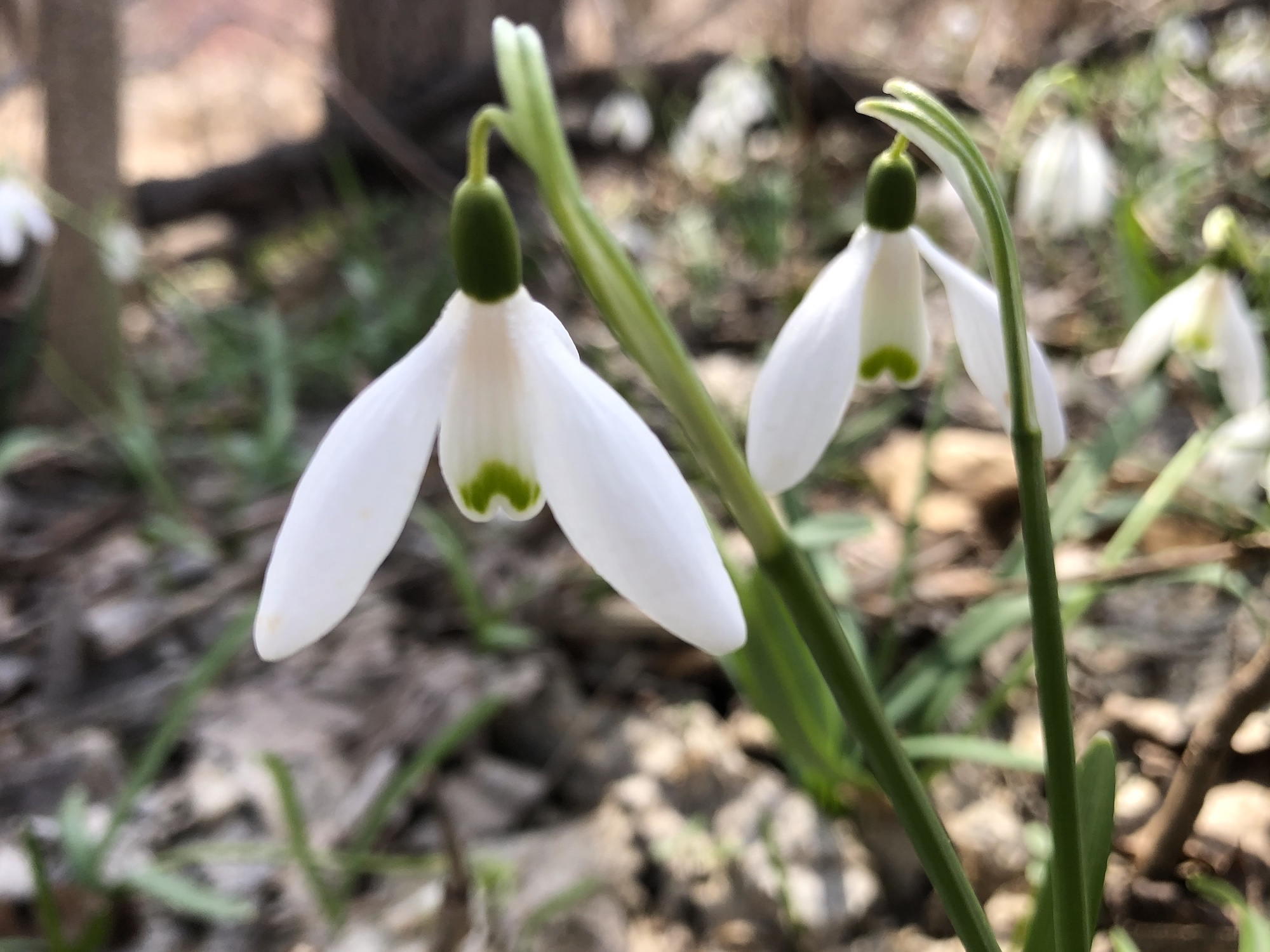 Snowdrops in woods between the Sycamore Tree on Arbor Drive in Madison, Wisconsin on March 30, 2020.