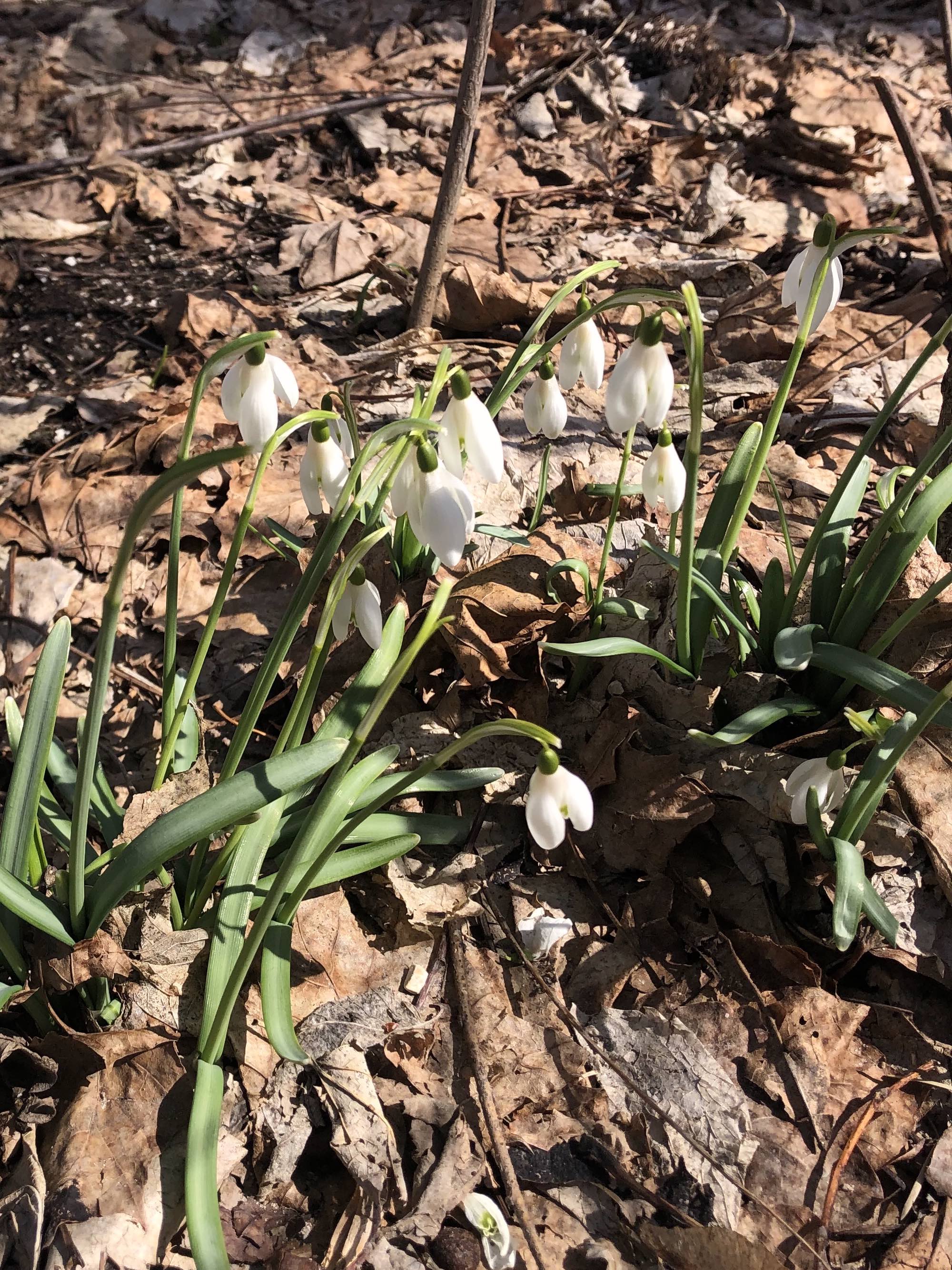 Snowdrops emerging in Madison Wisconsin along Arbor Drive on March1 18, 2021.