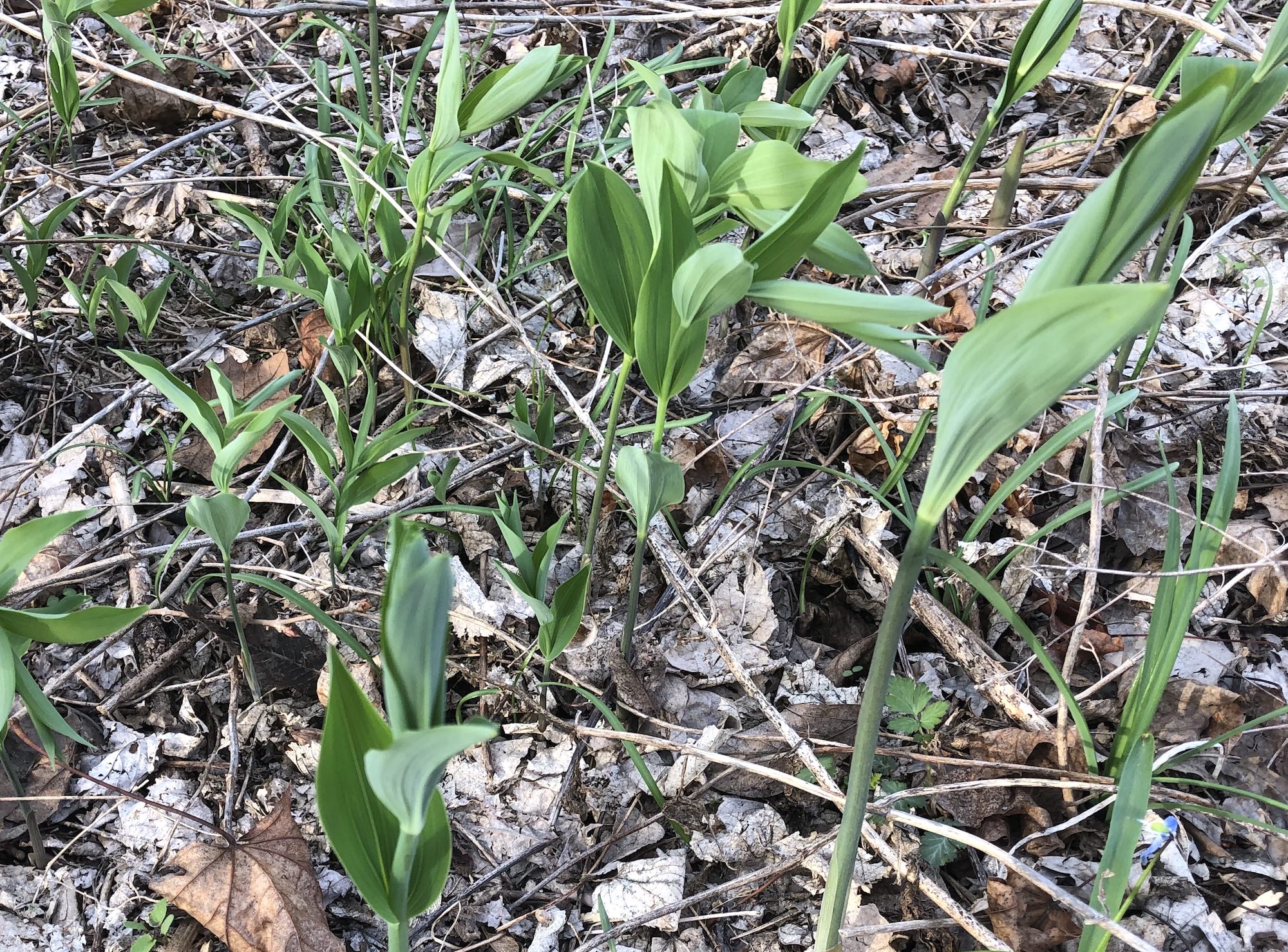 Solomon's Seal in yard off of Nakoma Road in Madison, Wisconsin on May 22, 2019.