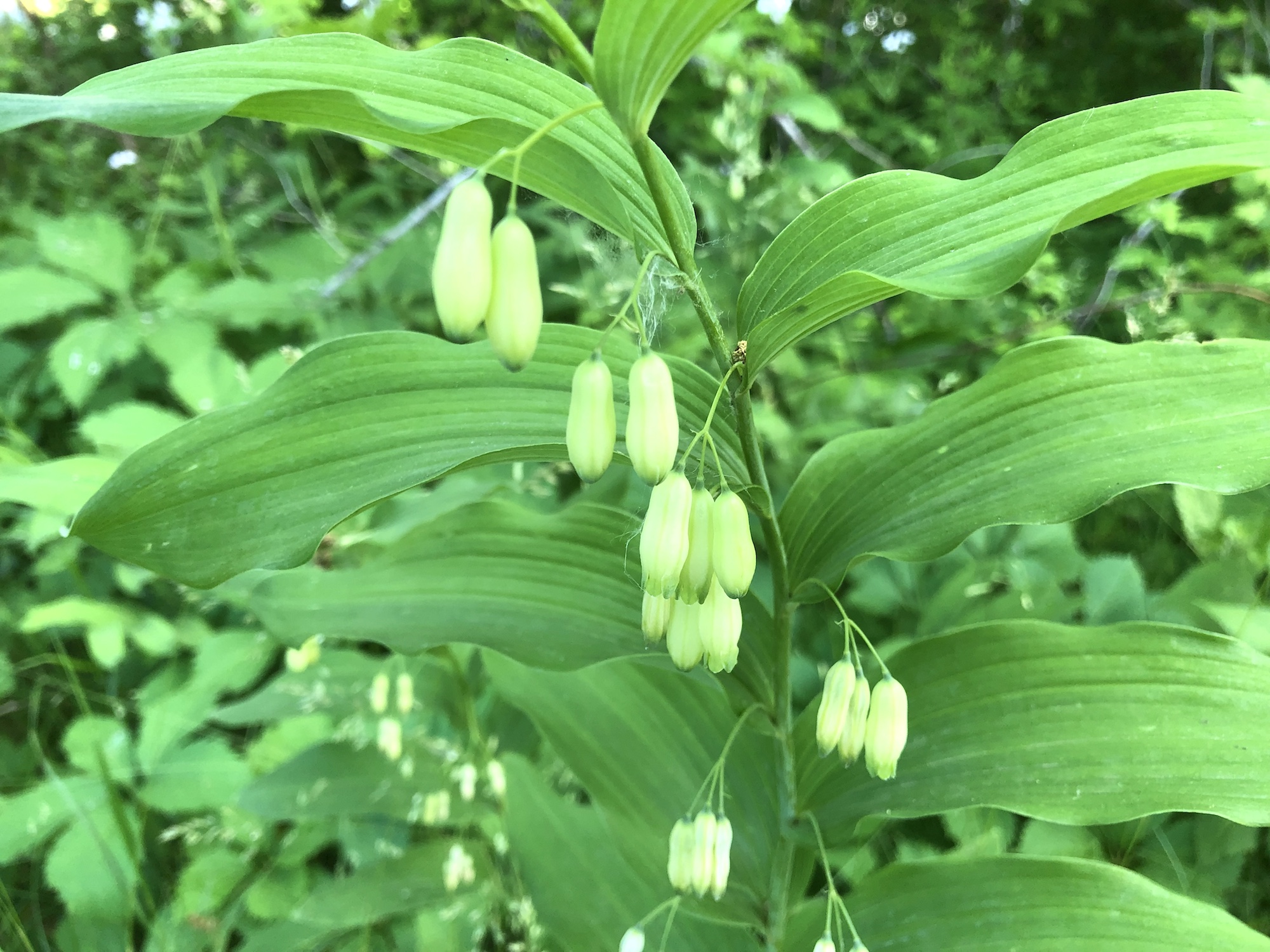 Solomon's Seal in yard off of Nakoma Road in Madison, Wisconsin on June 11, 2019.