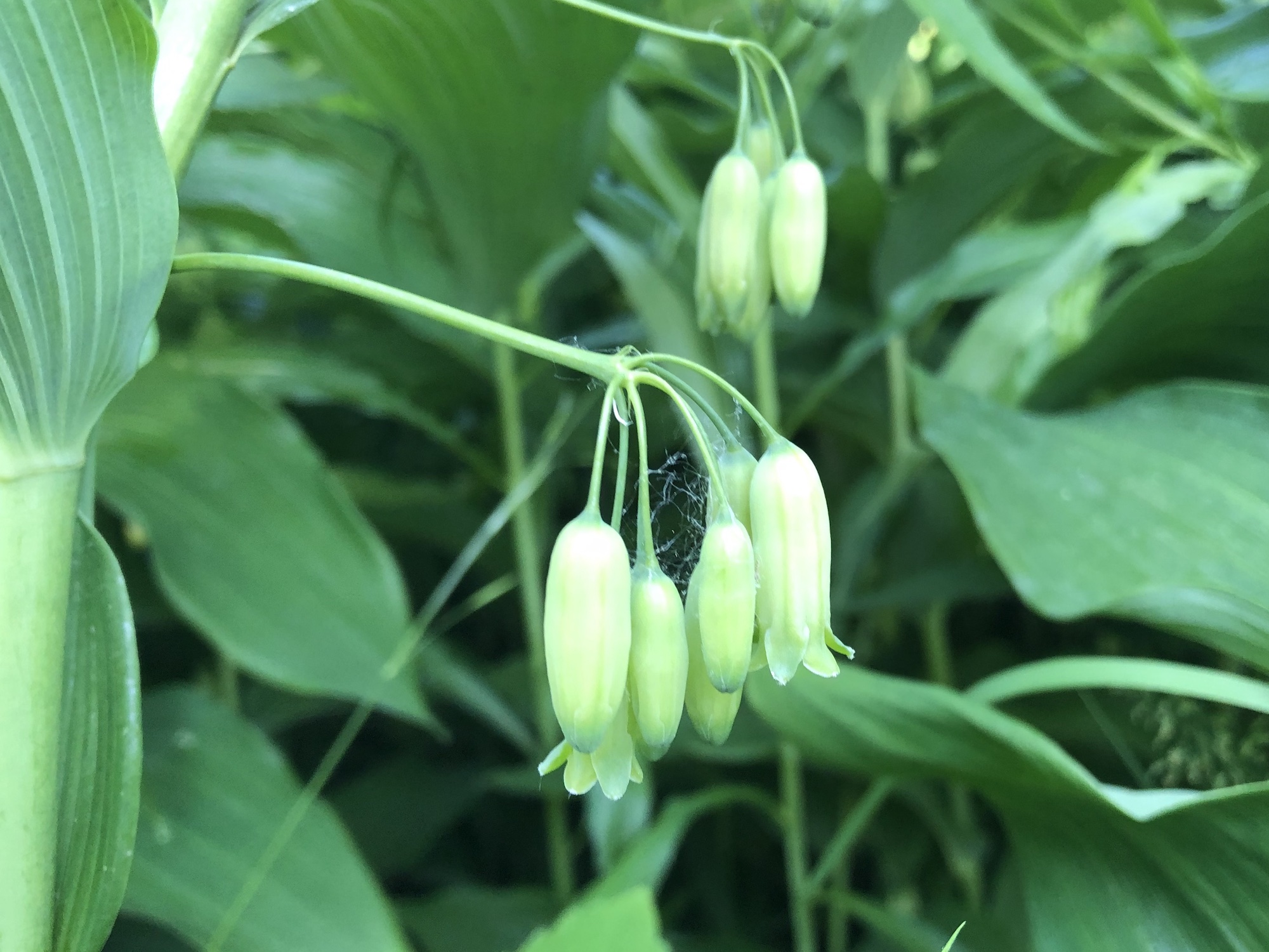 Solomon's Seal in yard off of Nakoma Road in Madison, Wisconsin  on June 10, 2019.