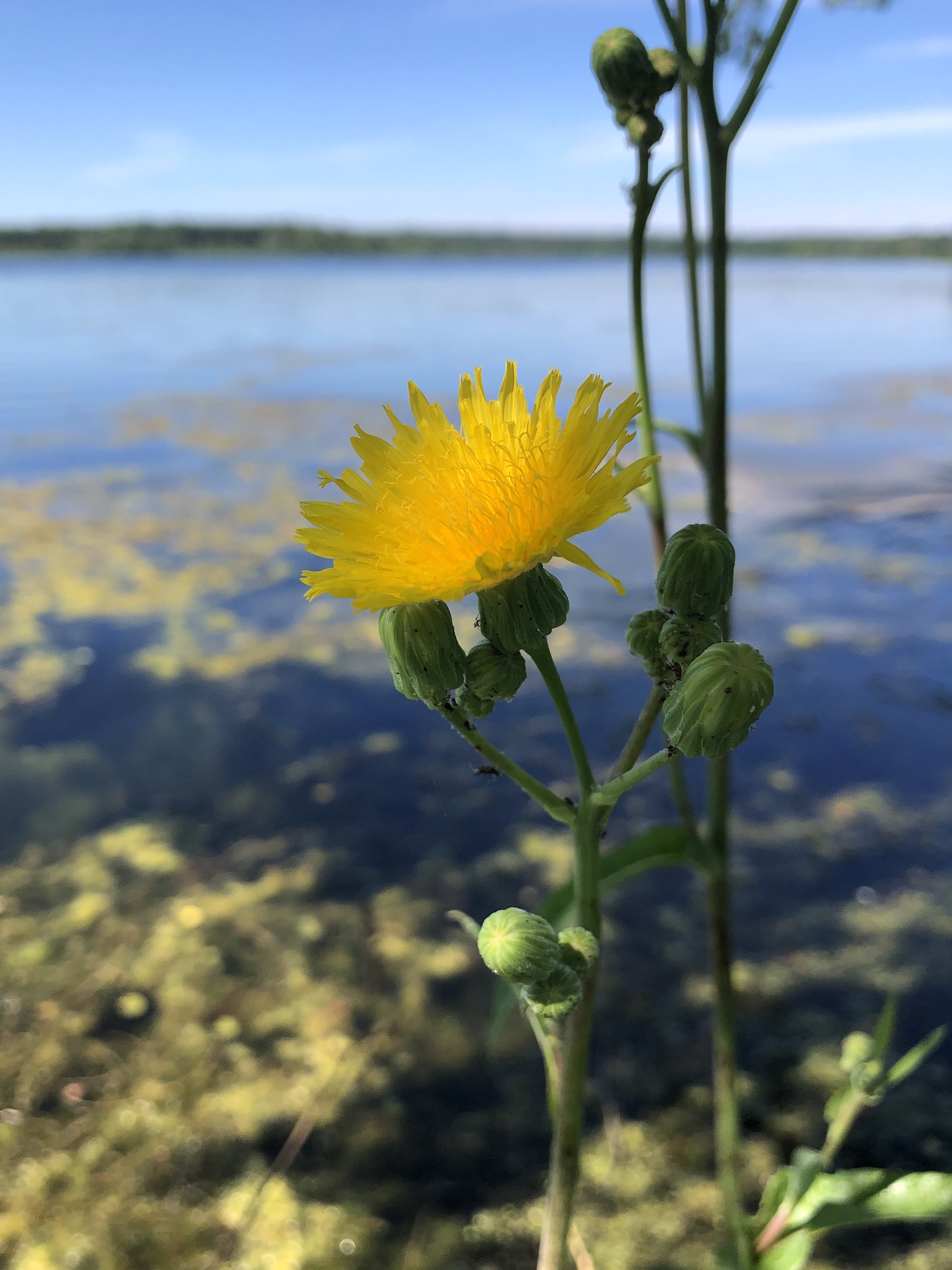 Perennial Sowthistle along shore of Lake Wingra on July 10, 2022.