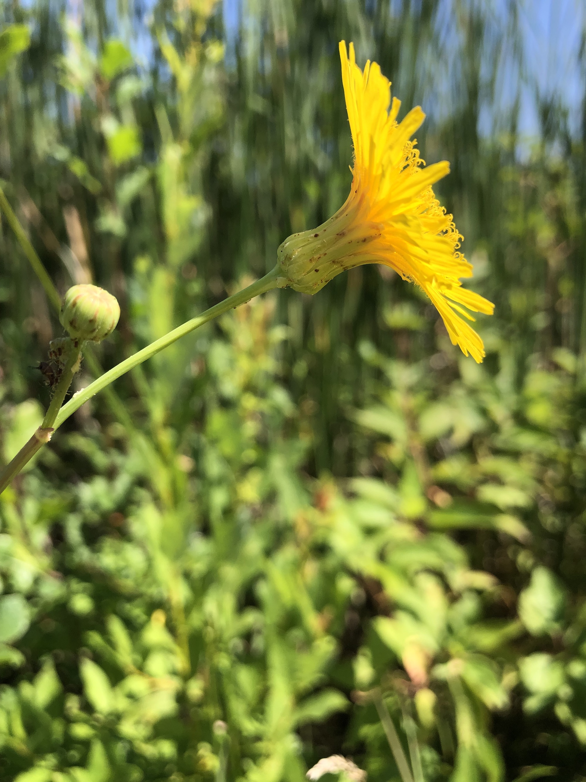 Perennial Sowthistle along shore of Lake Wingra on July 14, 2022.