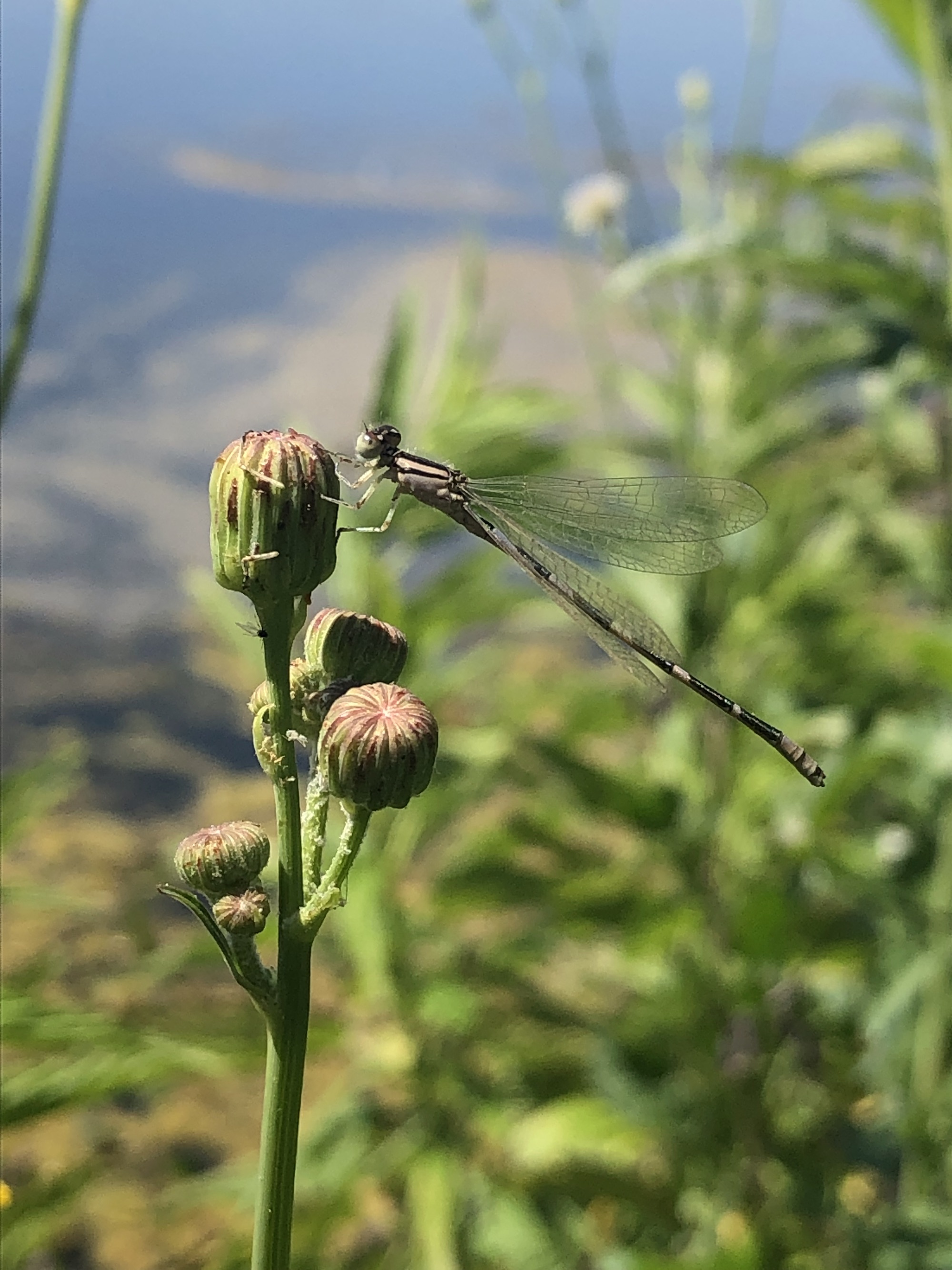 Dragonfly landing on Perennial Sowthistle along shore of Lake Wingra on July 14, 2022.