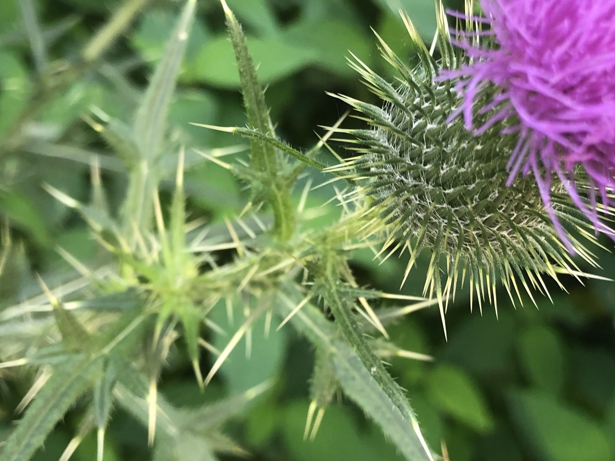 Bull Thistle in in woods near Marion Dunn Pond and Oak Savanna in Madison, Wisconsin on August 21, 2019.