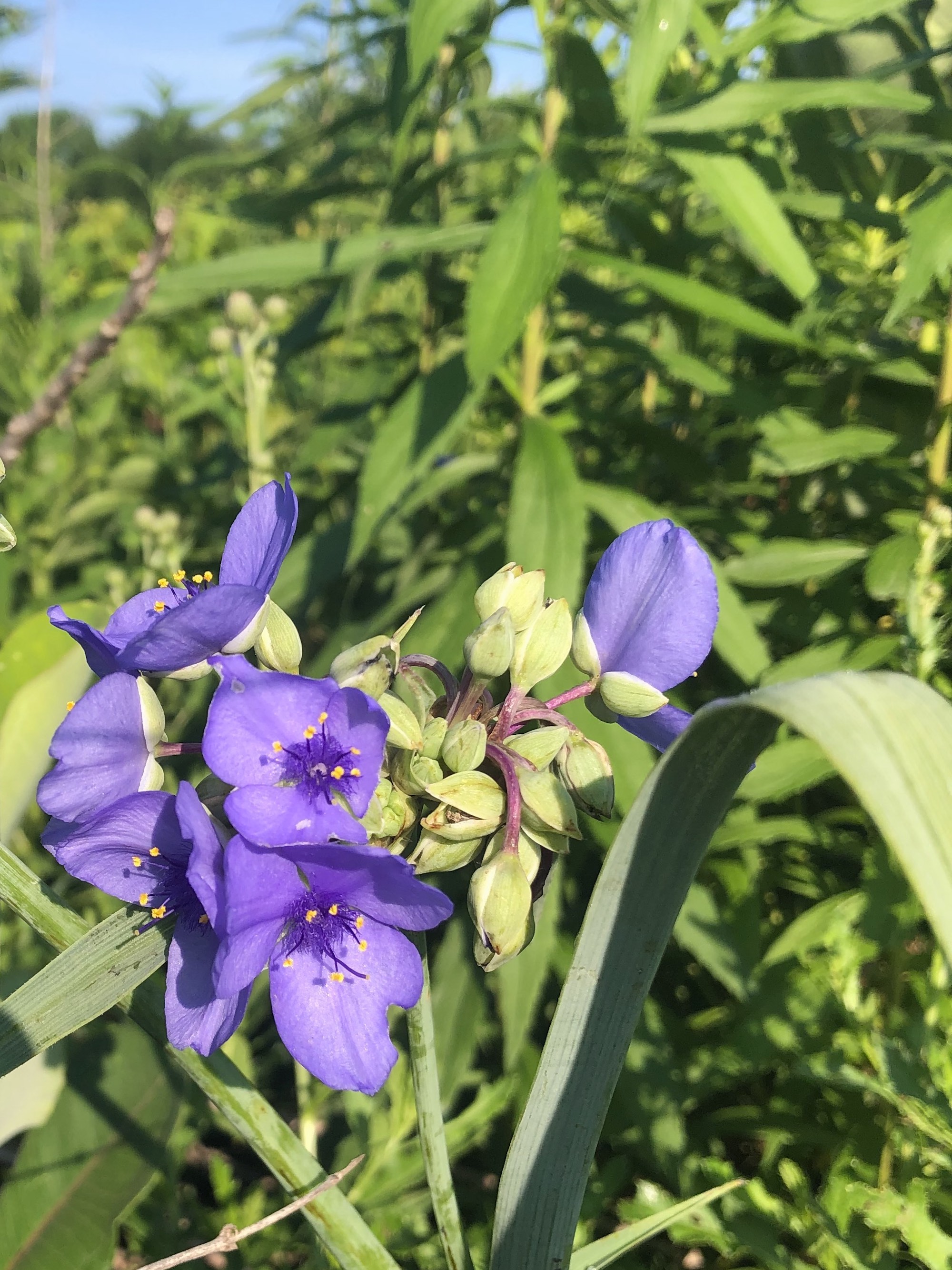 Spiderwort on bank of Marion Dunn Pond on July 5, 2020.
