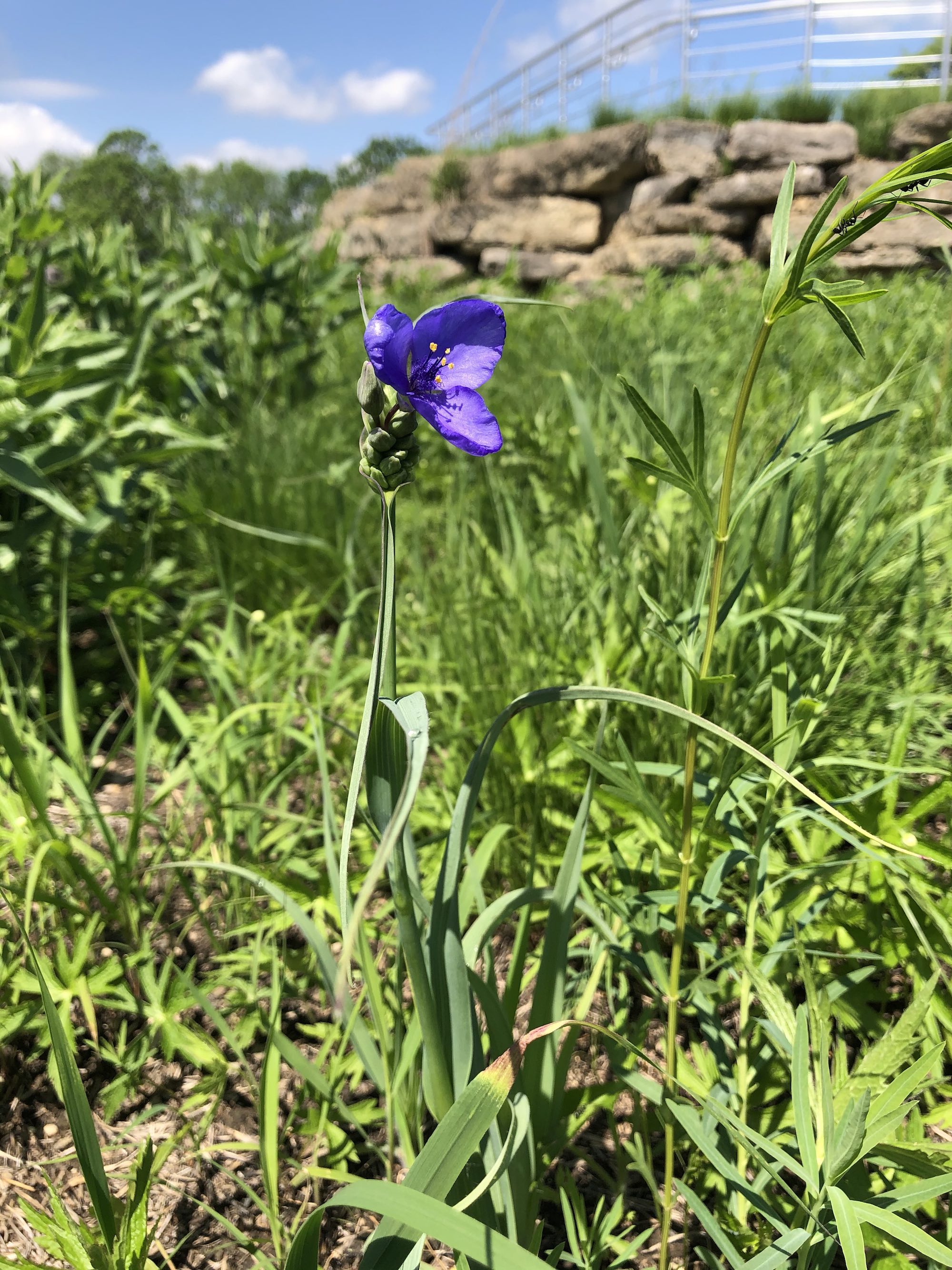 Spiderwort in UW Arboretum near Visitors Center in Madison, Wisconsin on May 22, 2021.