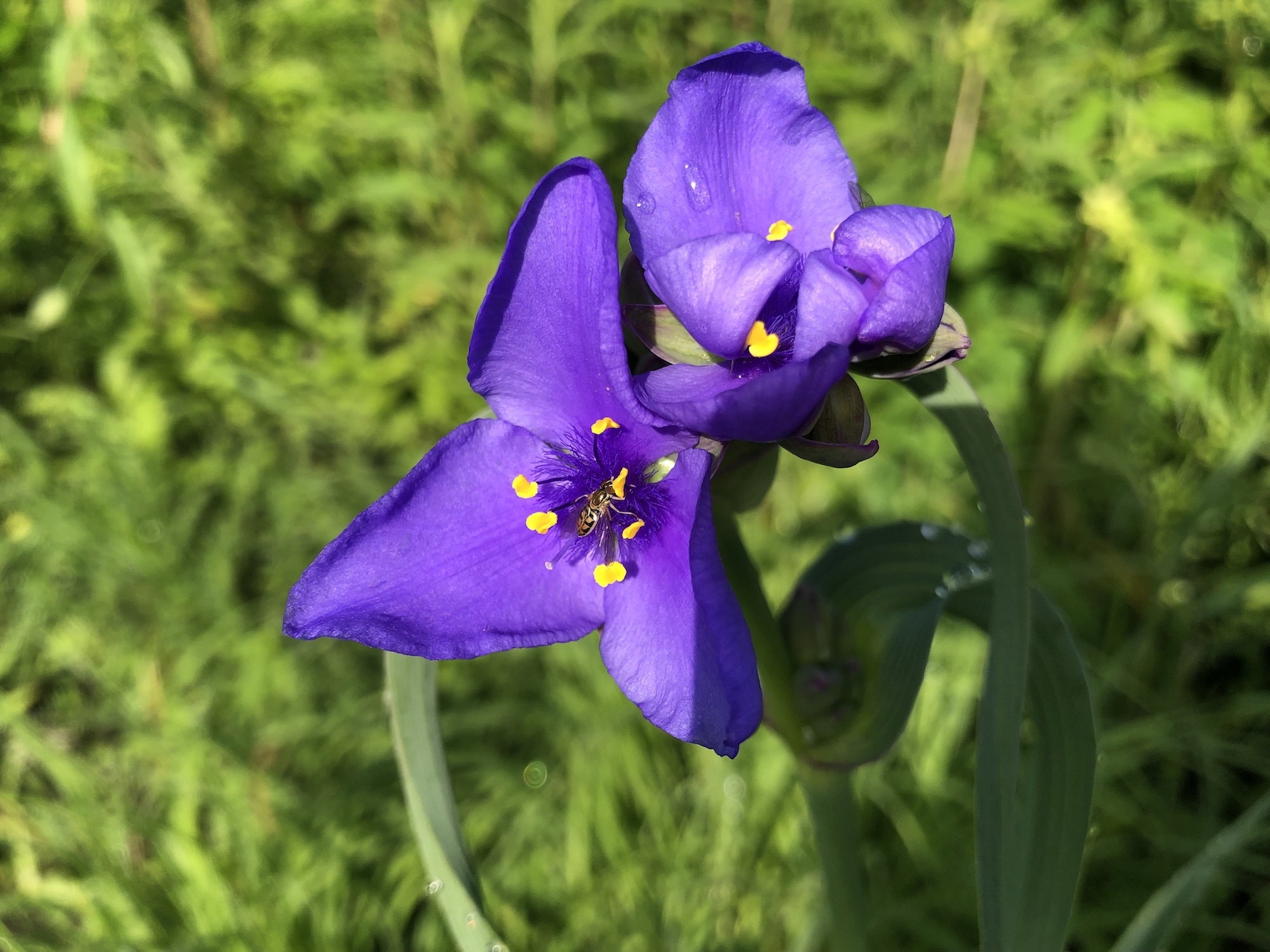 Spiderwort on the banks of the retaining pond on corner of Nakoma Road and Manitou Way on June 5, 2019.