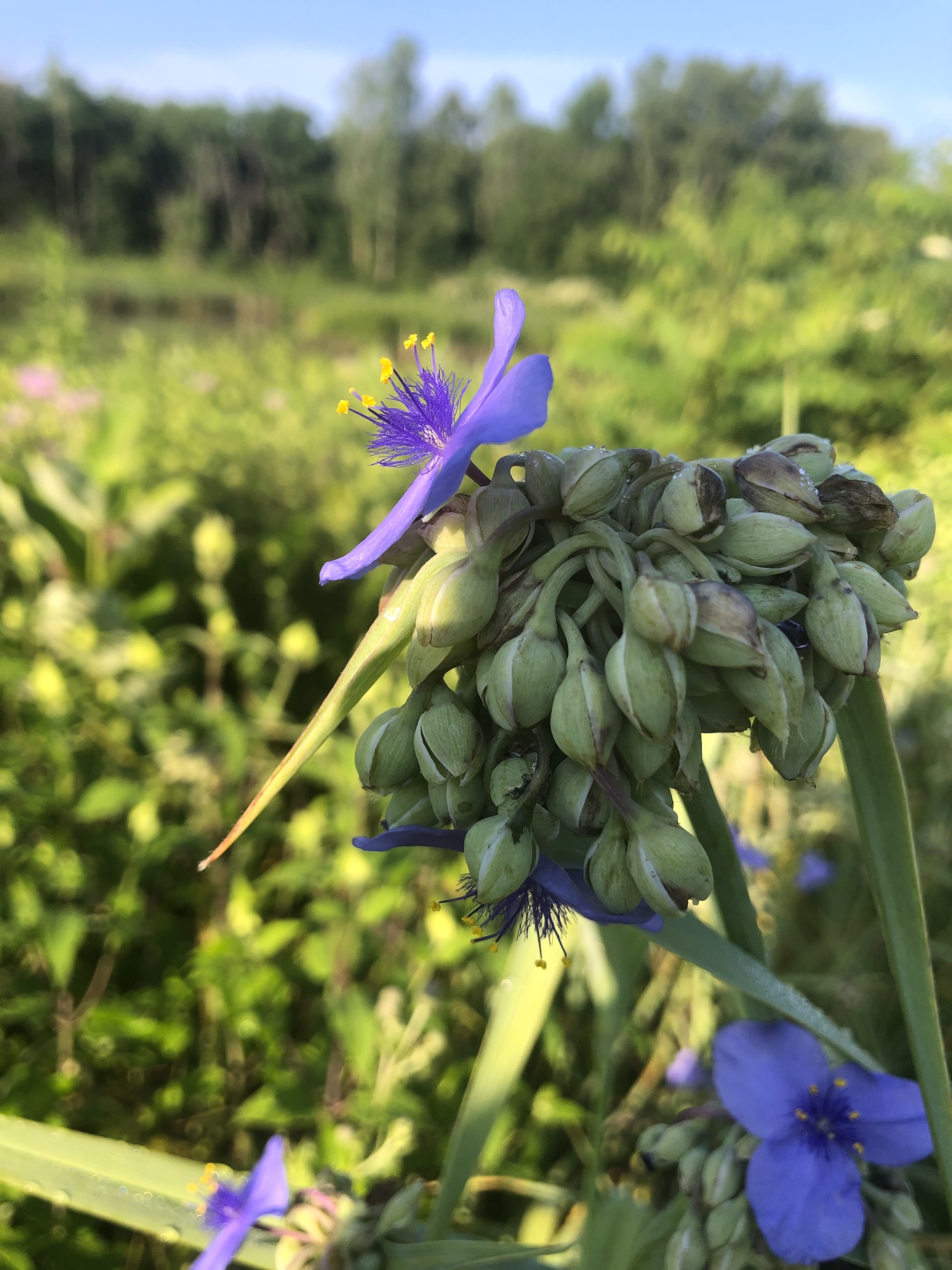 Spiderwort on bank of Marion Dunn Pond July 3, 2020.