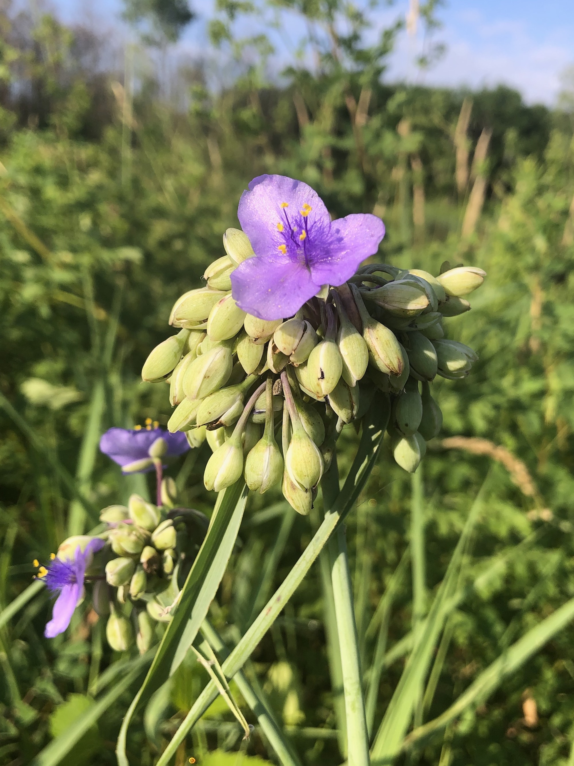 Spiderwort on bank of Marion Dunn Pond on July 6, 2020.
