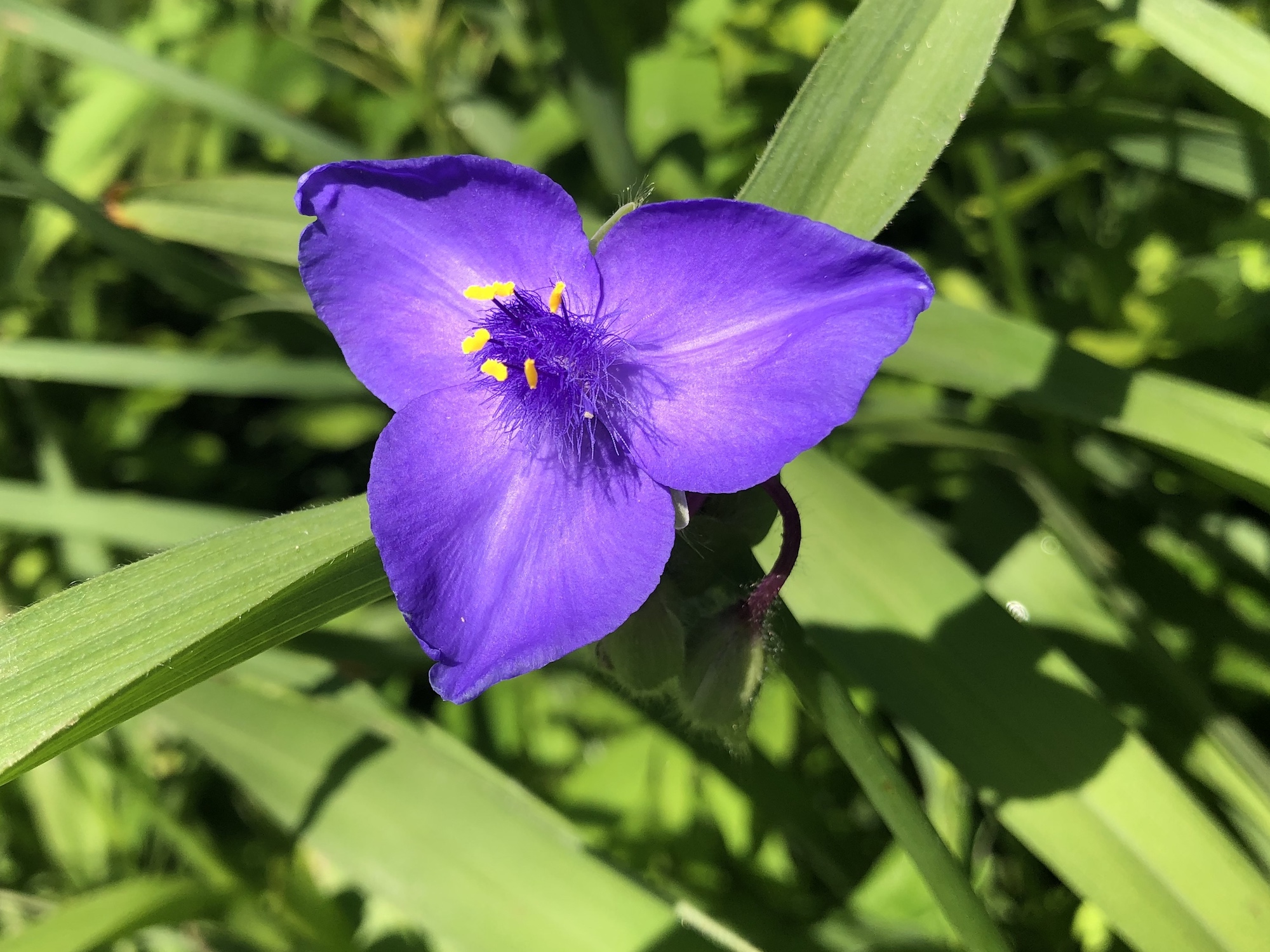 Spiderwort along stone walls and steps of Duck Pond in Madison, Wisconsin on June 8, 2019.