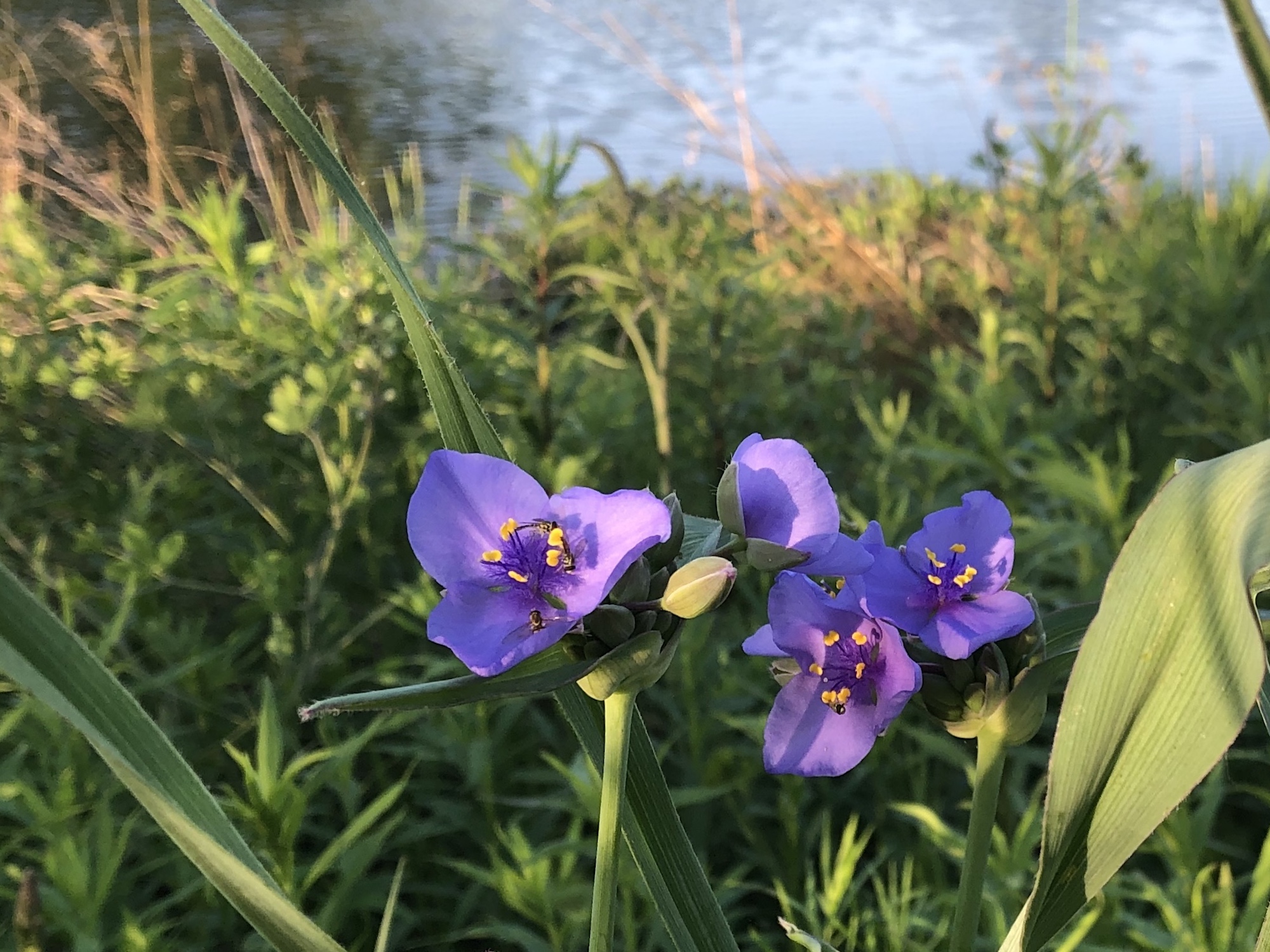 Spiderwort blooming on the bank of the retaining pond on June 2, 2020.