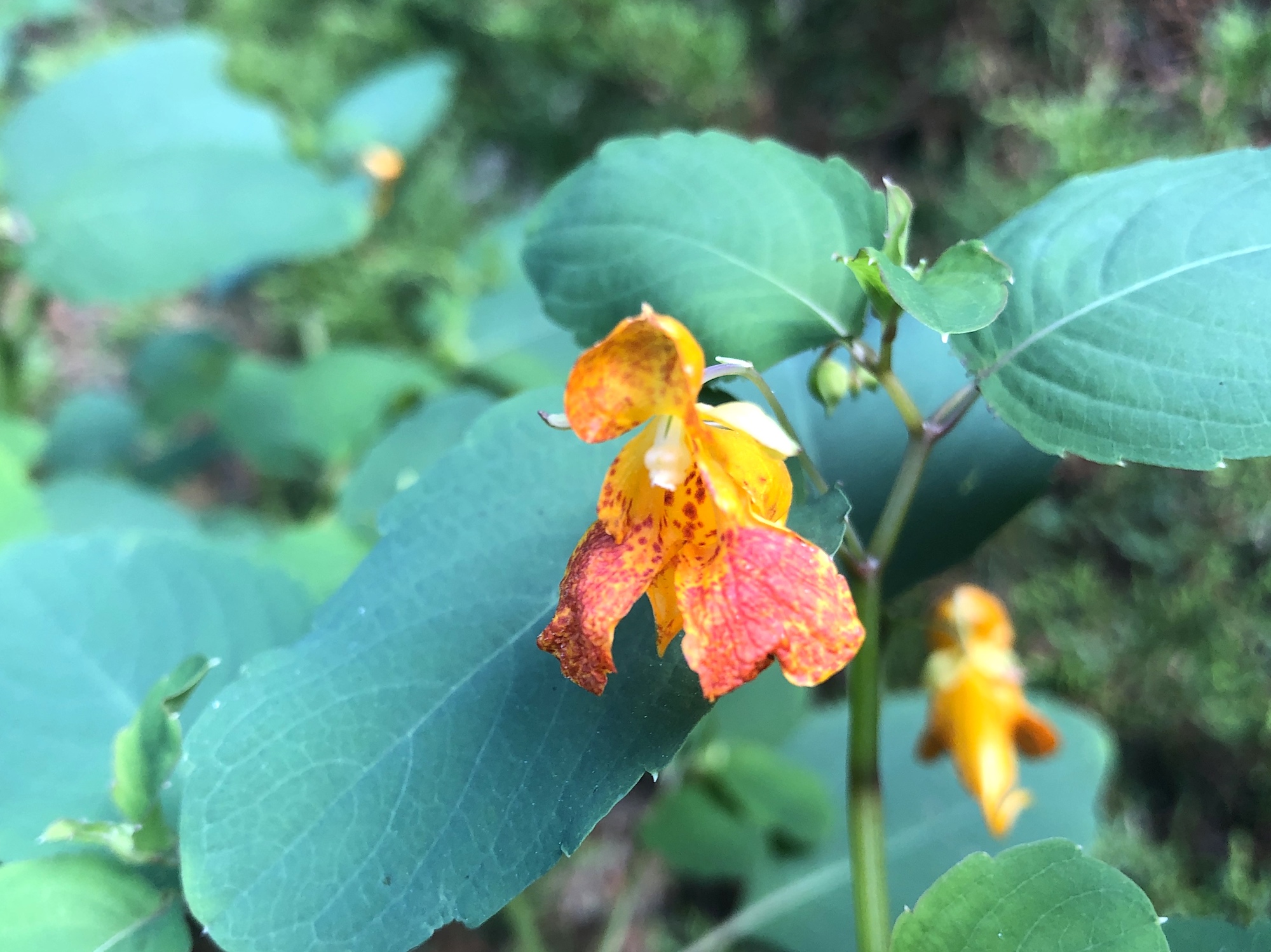 Spotted Jewelweed in Nakoma Park on August 3, 2019.