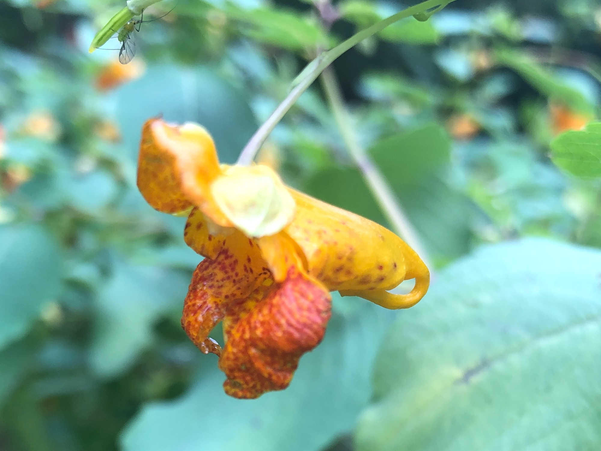 Spotted Jewelweed in Nakoma Park on August 11, 2019.
