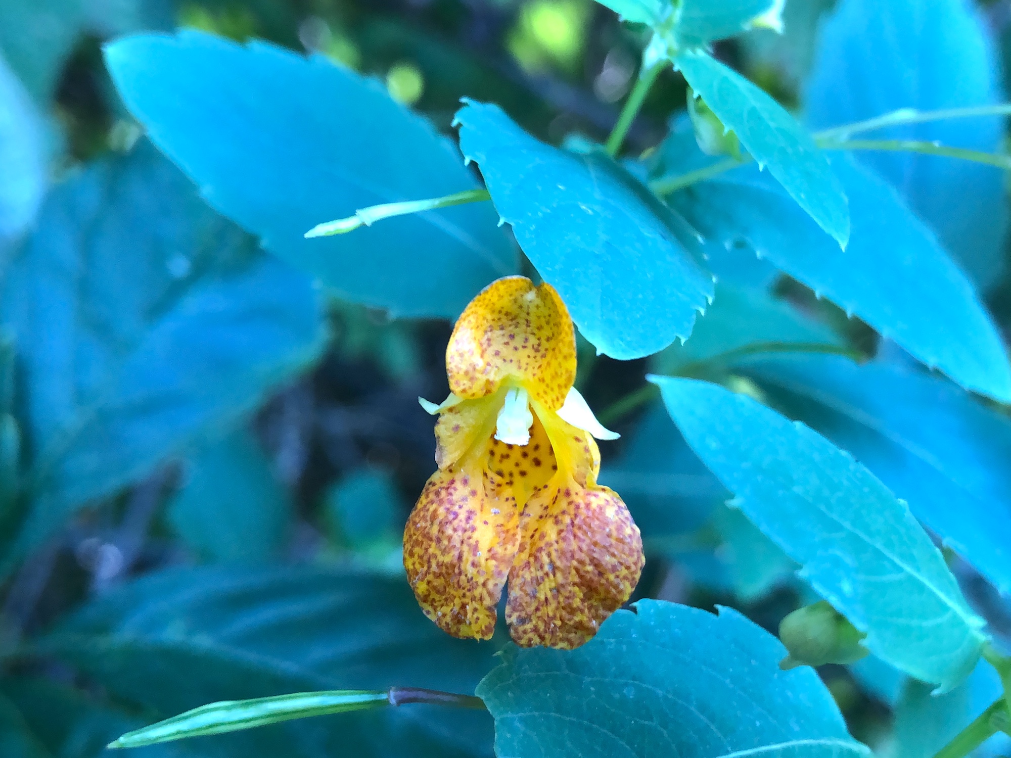 Spotted Jewelweed in Nakoma Park on August29, 2019.