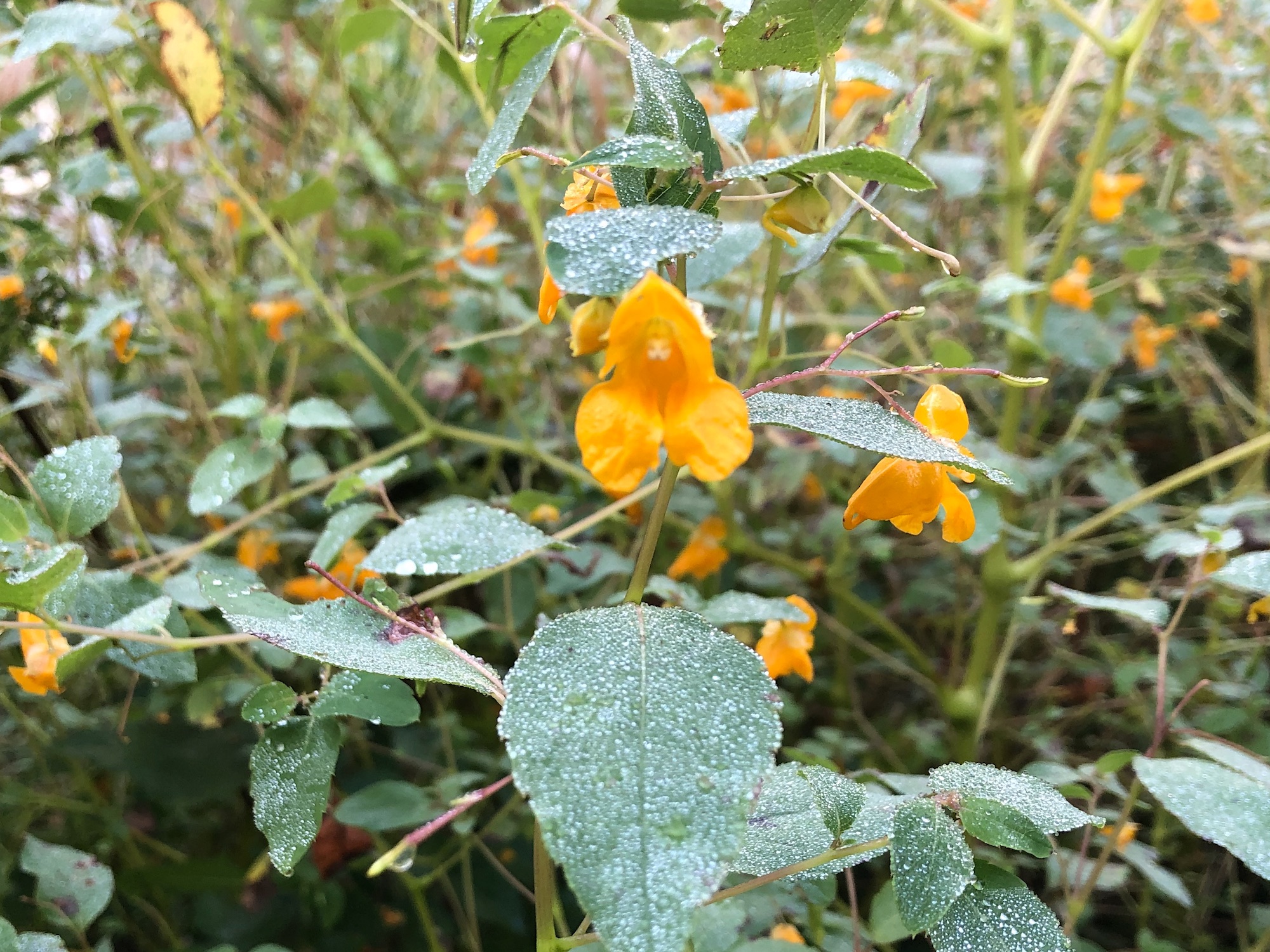 Spotted Jewelweed on shore of Duck Pond on September 7, 2019.