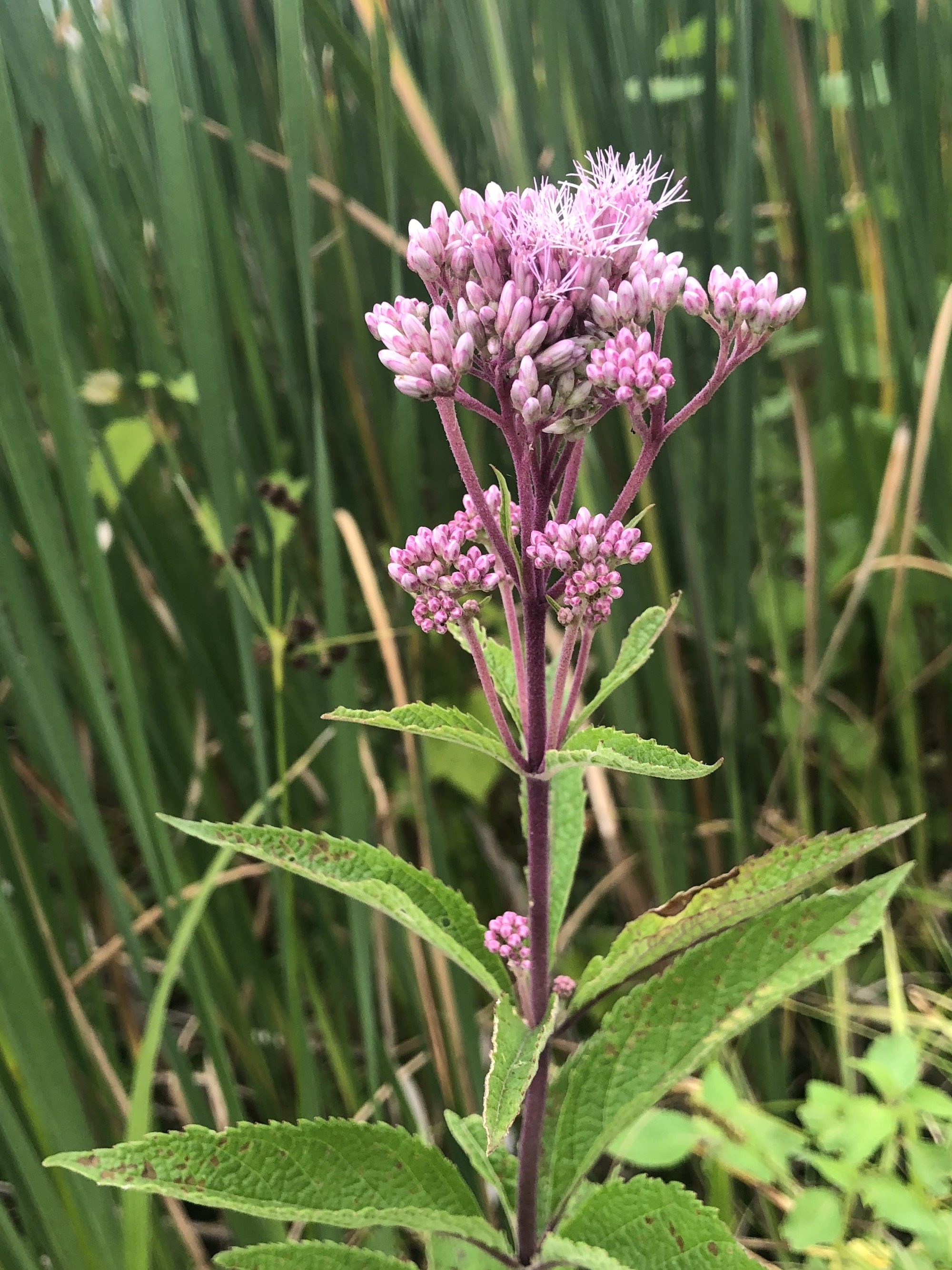 Leaves of Spotted Joe-Pye Weed along shore of Lake Wingra on Arboretum Drive in Madison, Wisconsin on August 5, 2021.