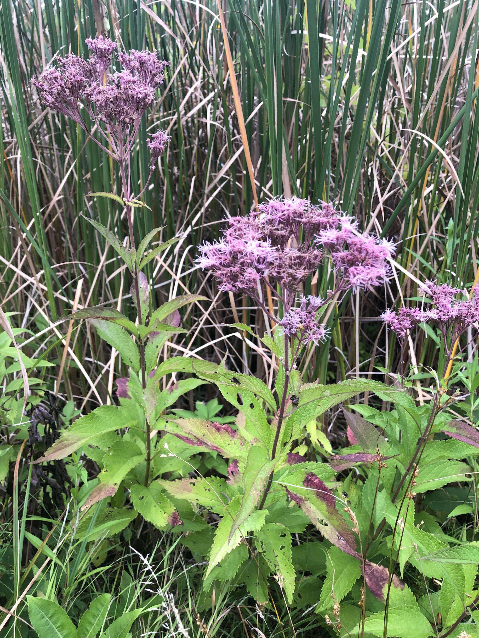 Spotted Joe-Pye Weed on shore of Lake Wingra on Arboretum Drive in Madison, Wisconsin on September 6, 2020.