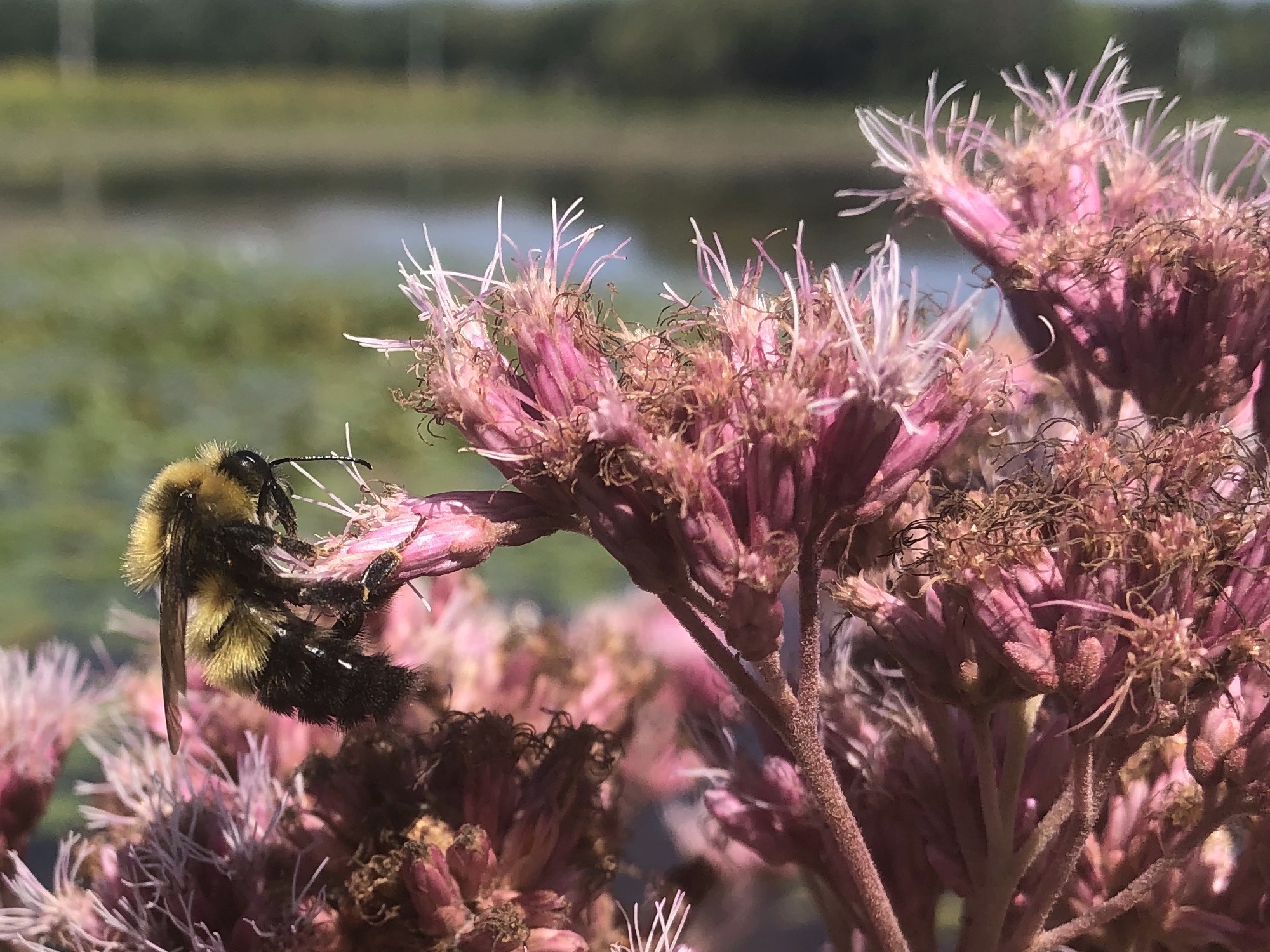 Spotted Joe-Pye Weed on shore of Vilas Park lagoon in Madison, Wisconsin on August 14, 2021.