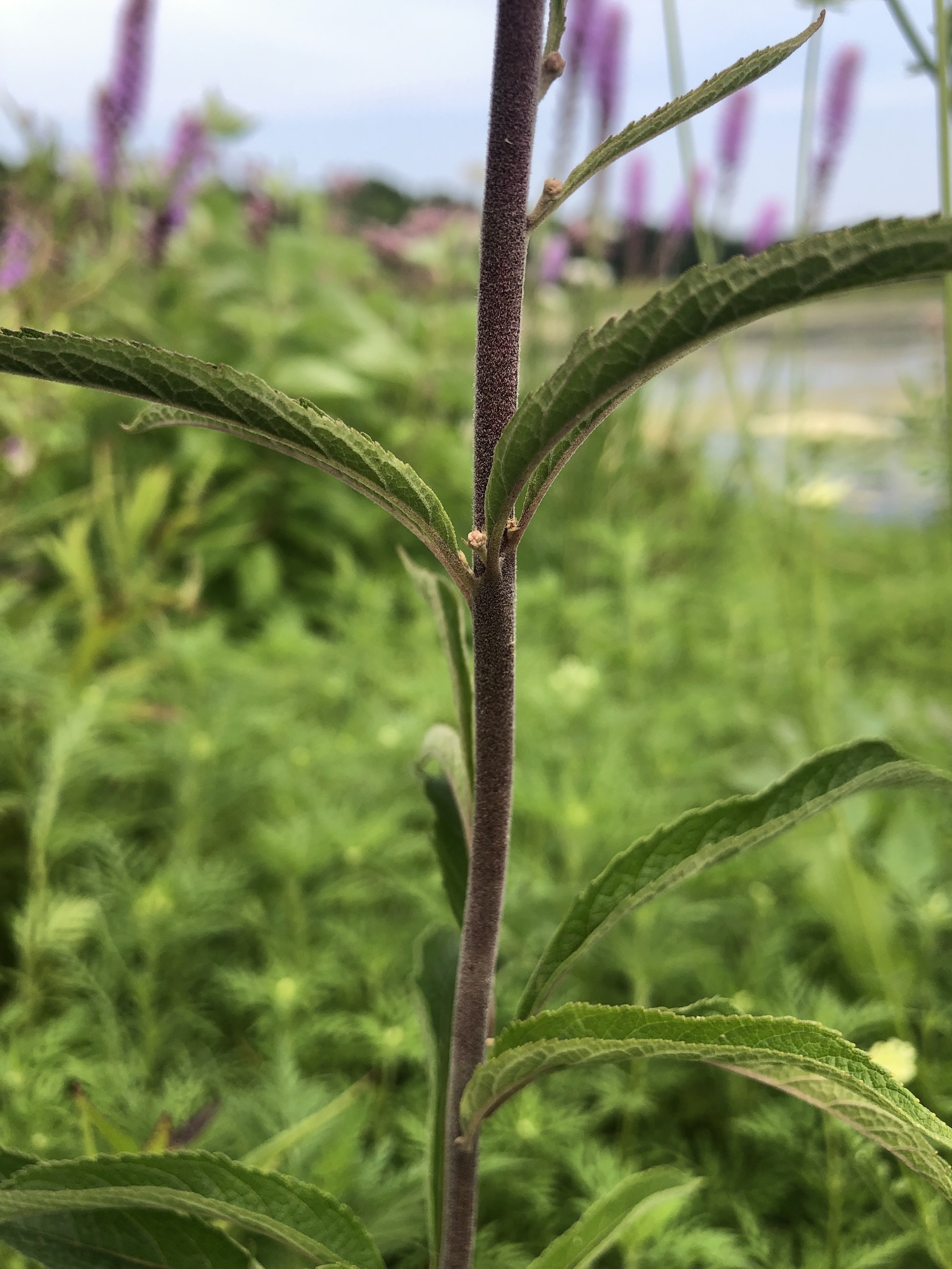 Spotted Joe-Pye Weed on shore of Vilas Park lagoon in Madison, Wisconsin on July 27, 2021.