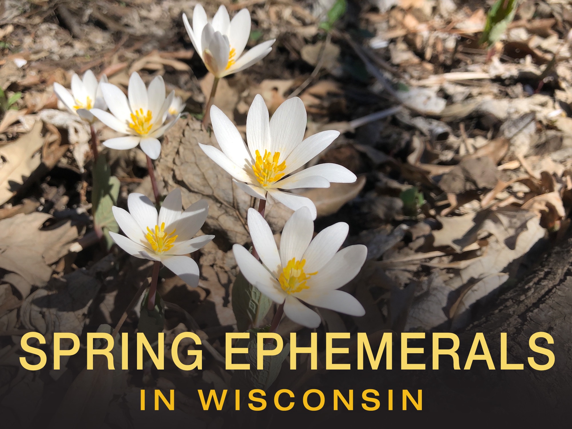Start looking for Spring Ephemerals in Wisconsin.