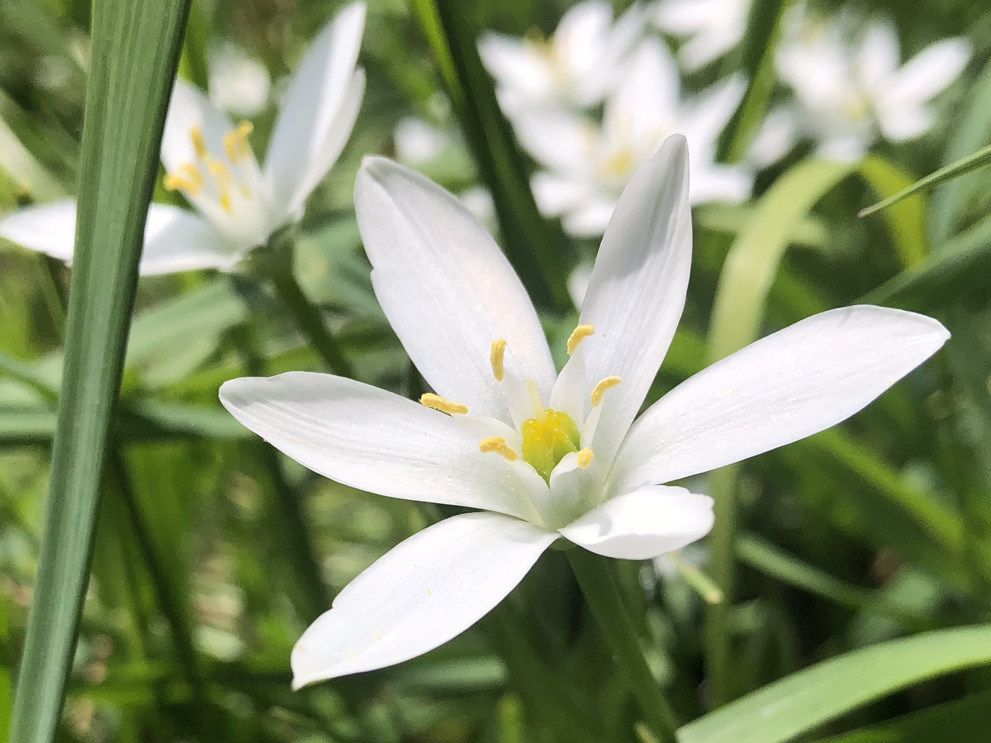 Star-of-Bethlehem along bike path behind Gregory Street in Madison, Wisconsin on May 23, 2022.