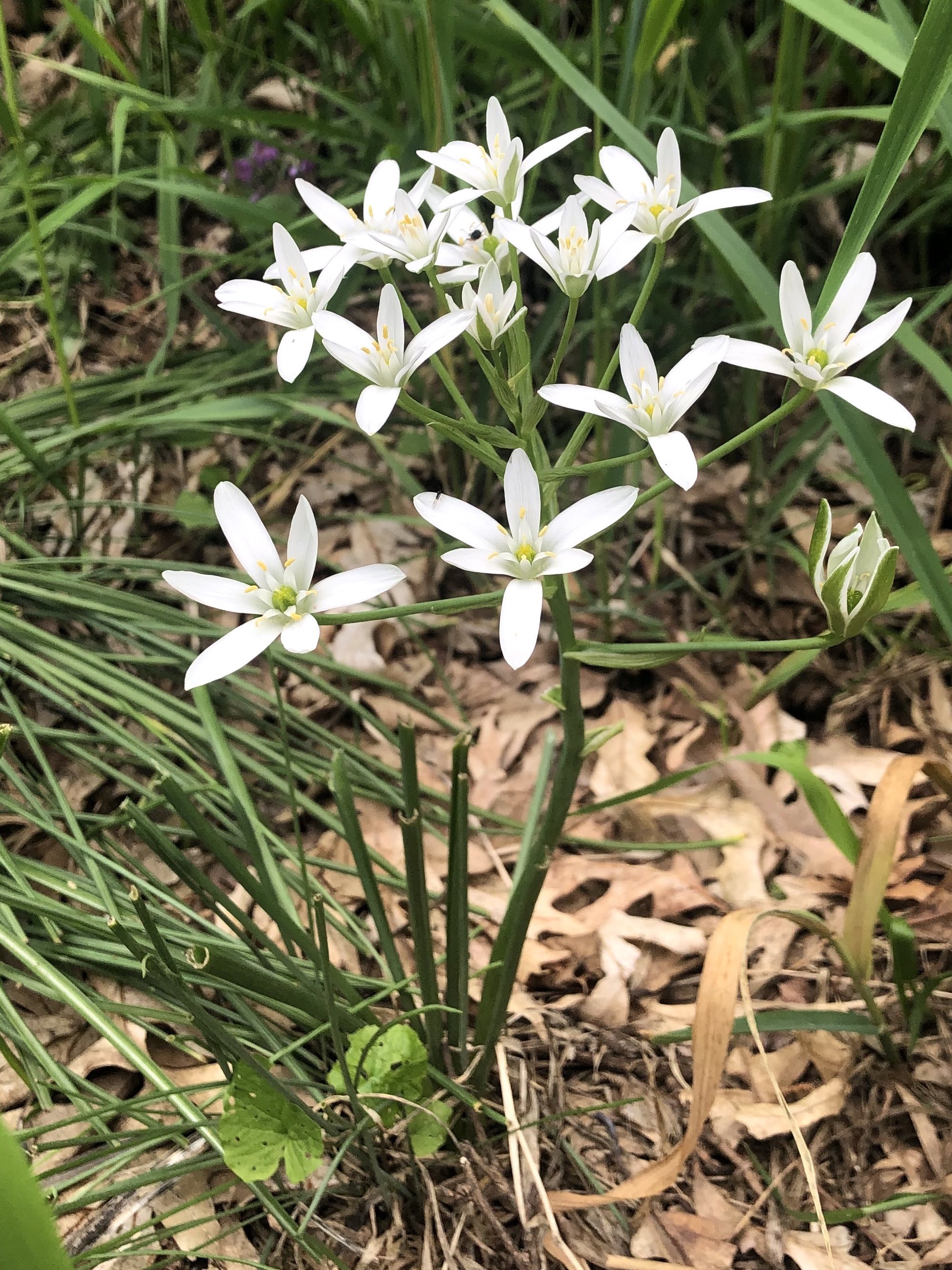 Star-of-Bethlehem along bike path behind Gregory Street in Madison, Wisconsin on May 28, 2022.