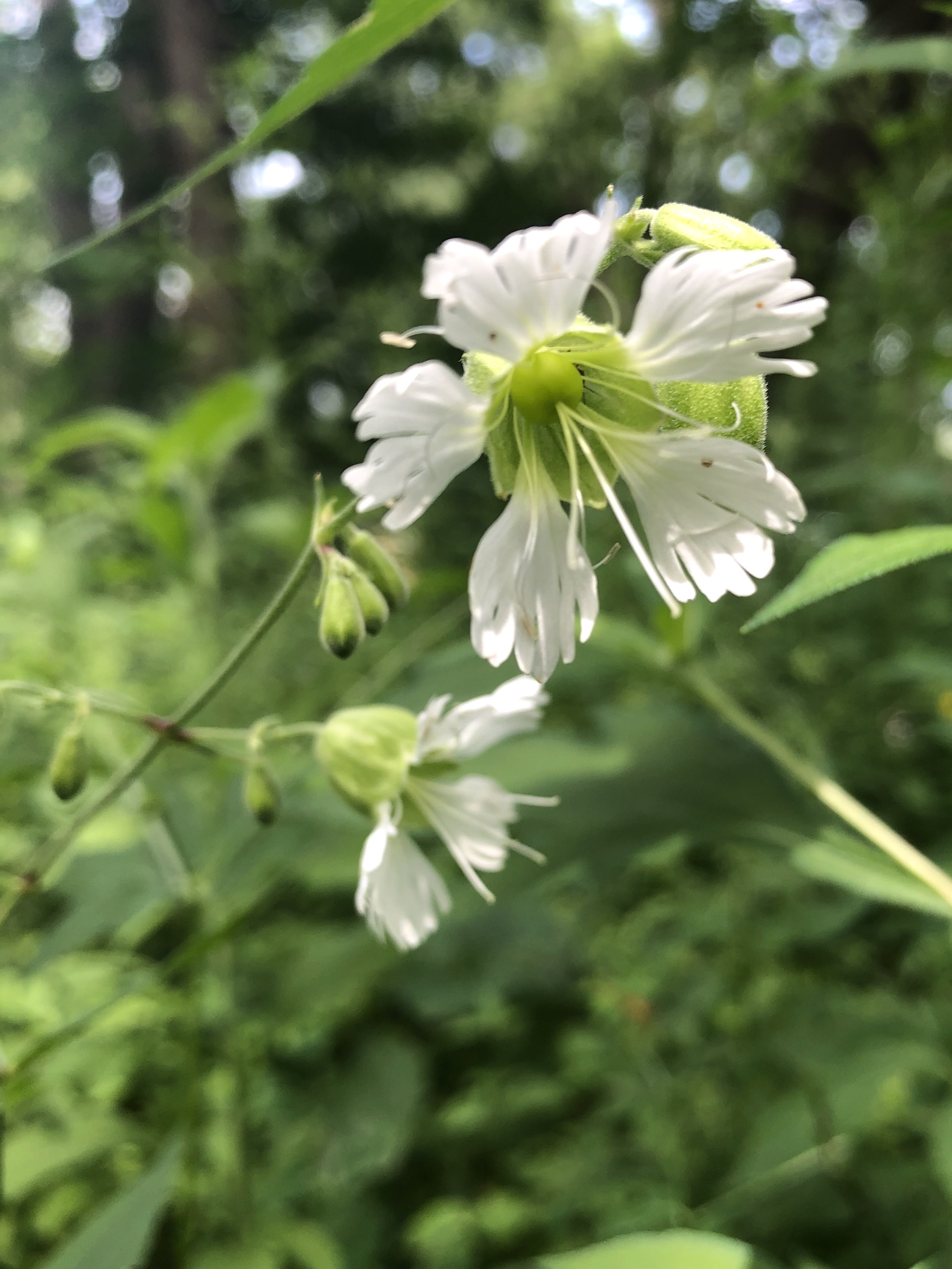 Starry Campion in Nakoma Park on July 14, 2020 in Madison, Wisconsin.